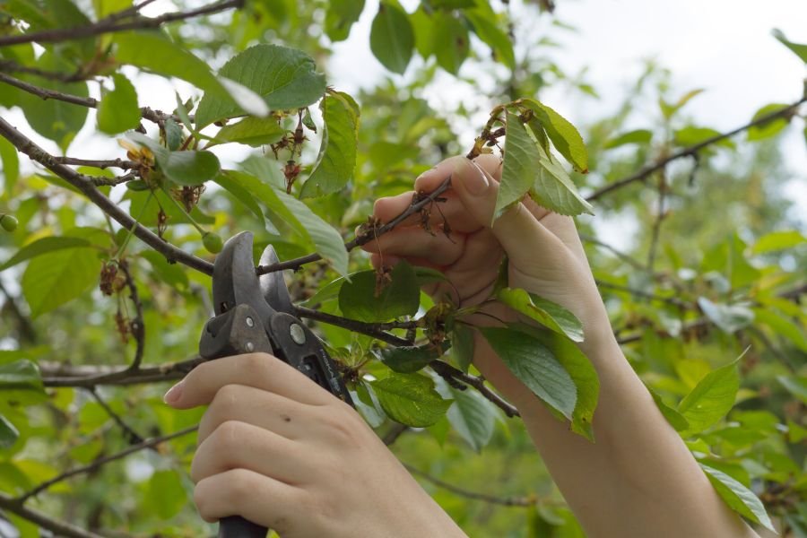 Cherry Pruning in Yarck &amp; Boho - START ASAP!
