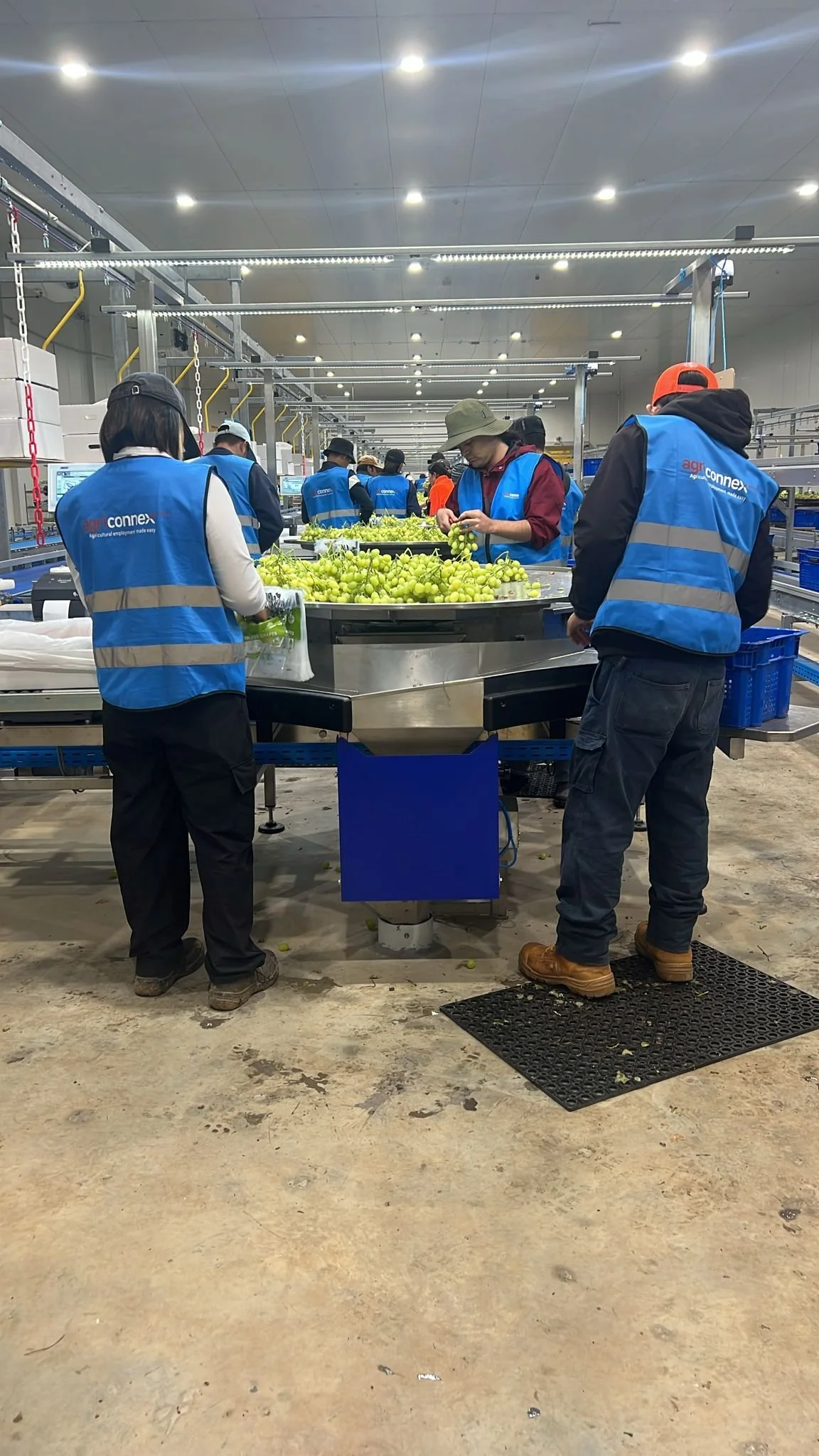 Packing Shed Workers needed