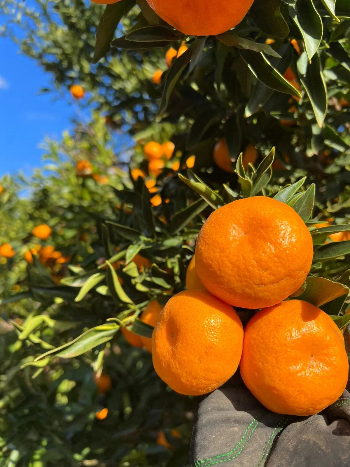 Mandarin Picking