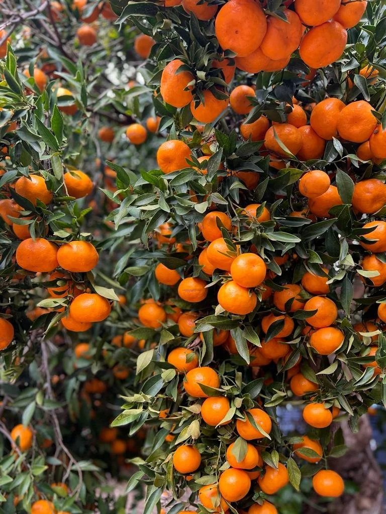 Mandarin (Afourer) Picking 