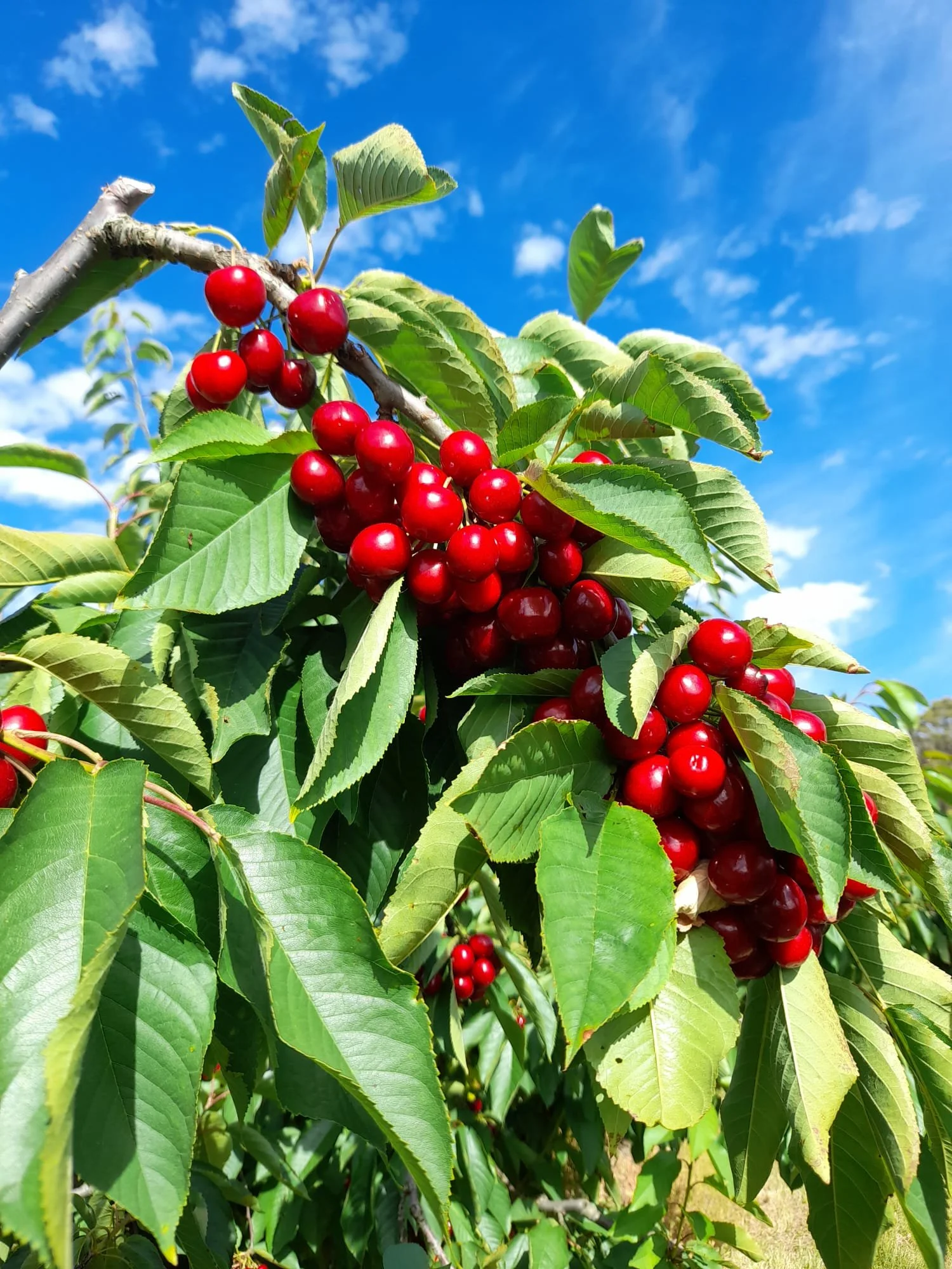 Cherry Harvest Supervisor 