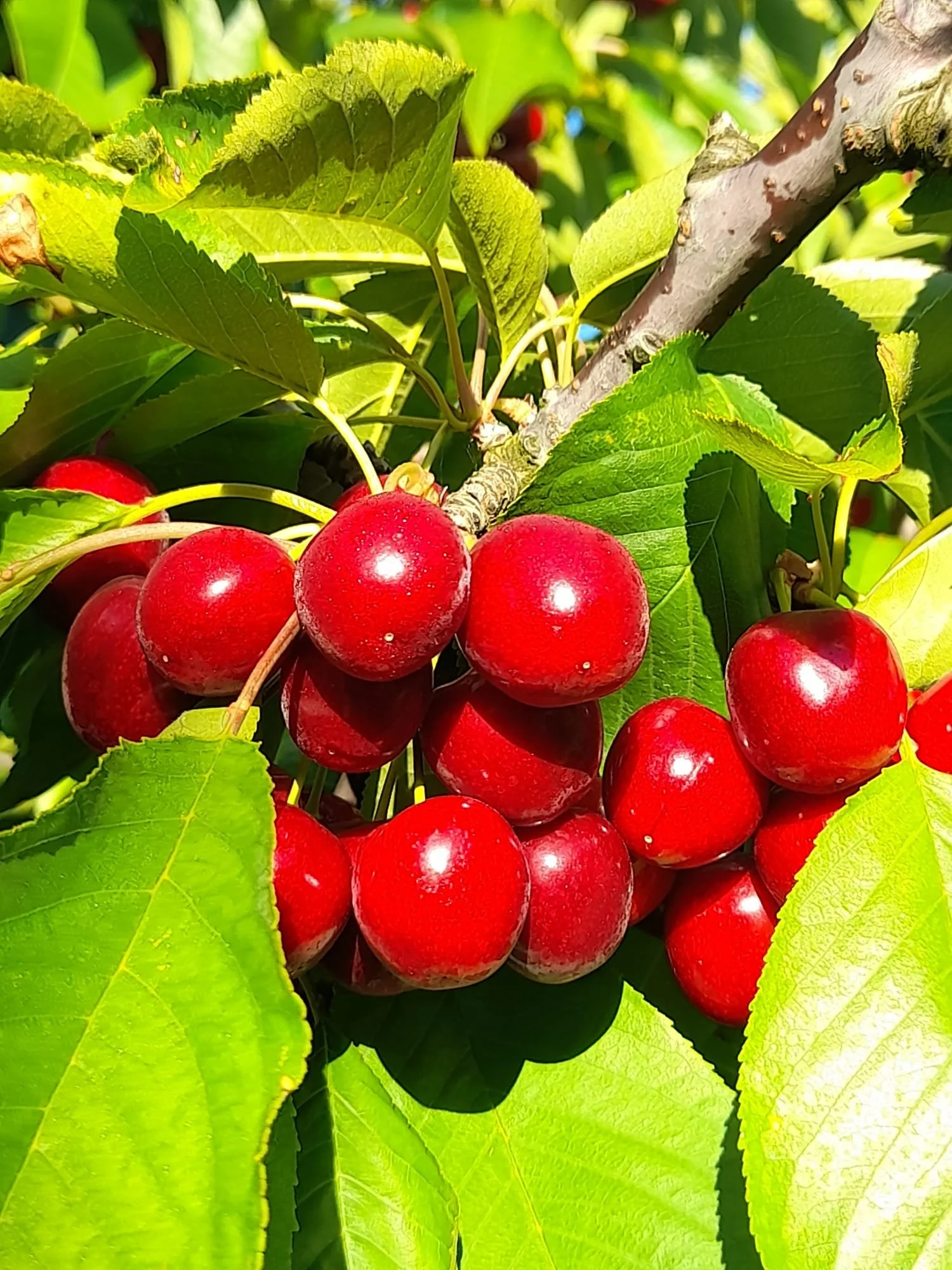 Cherry Picking - MILDURA