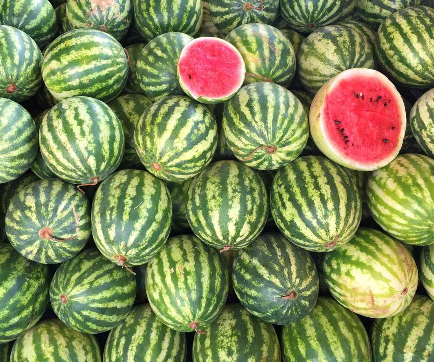 Watermelon Picking in Coomealla