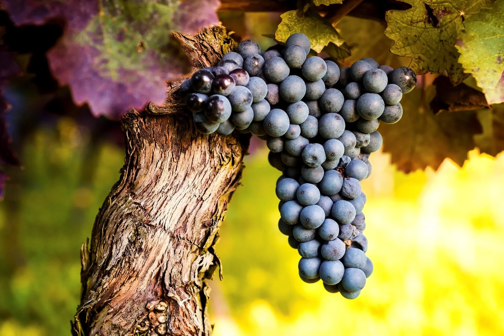 RECRUITING NOW: Packing Shed Supervisor