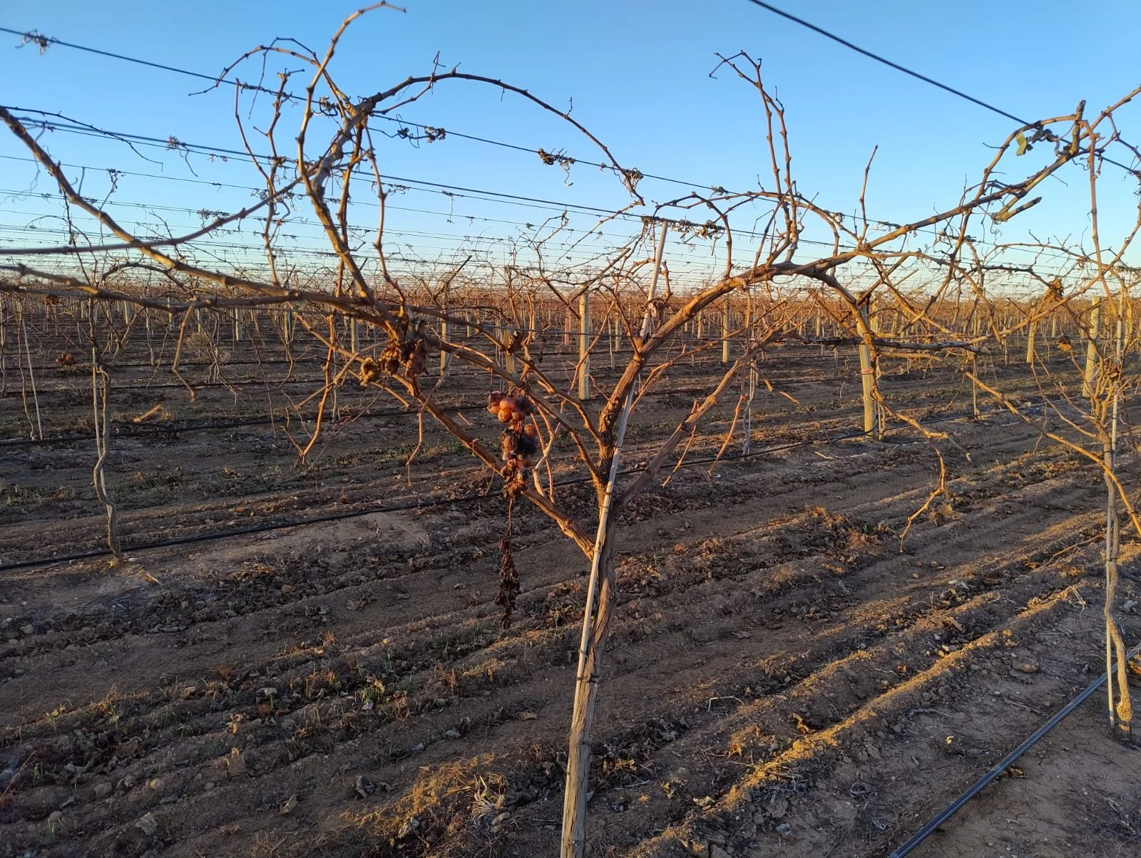 Vineyard Work - Rolling