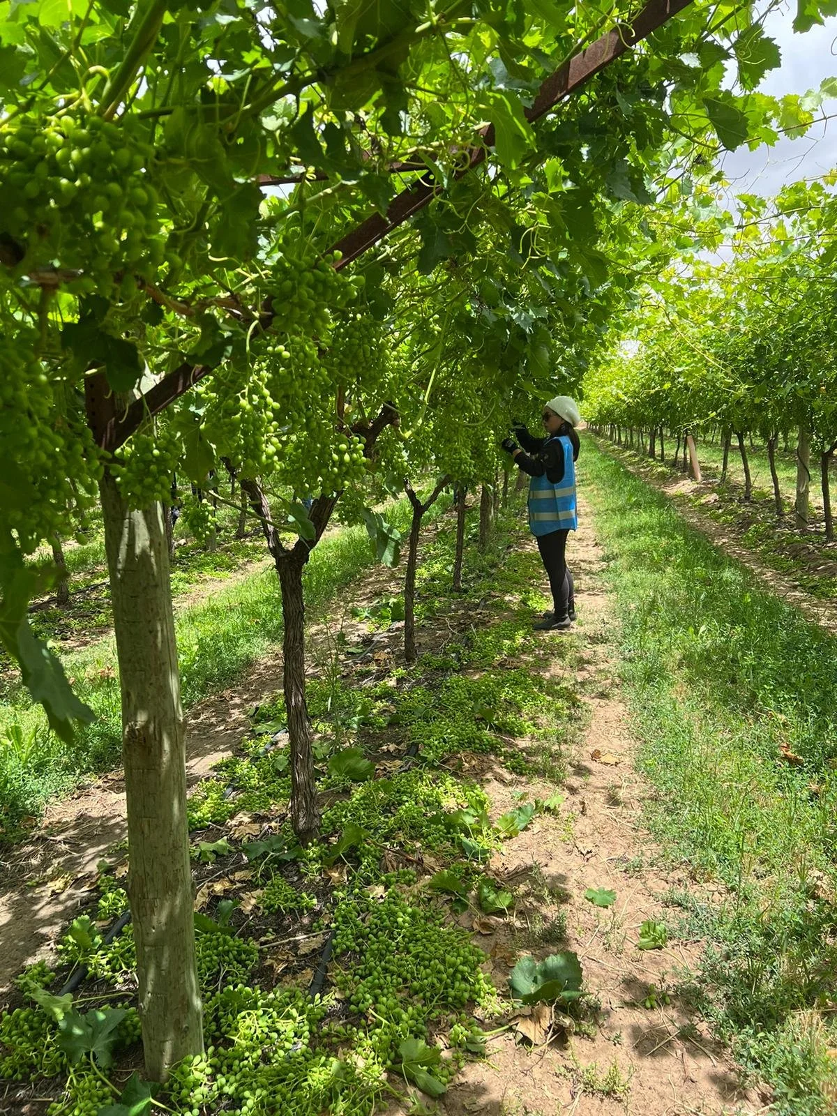 Workers needed for Bunch Trimming - Mildura, Nangiloc and Colignan