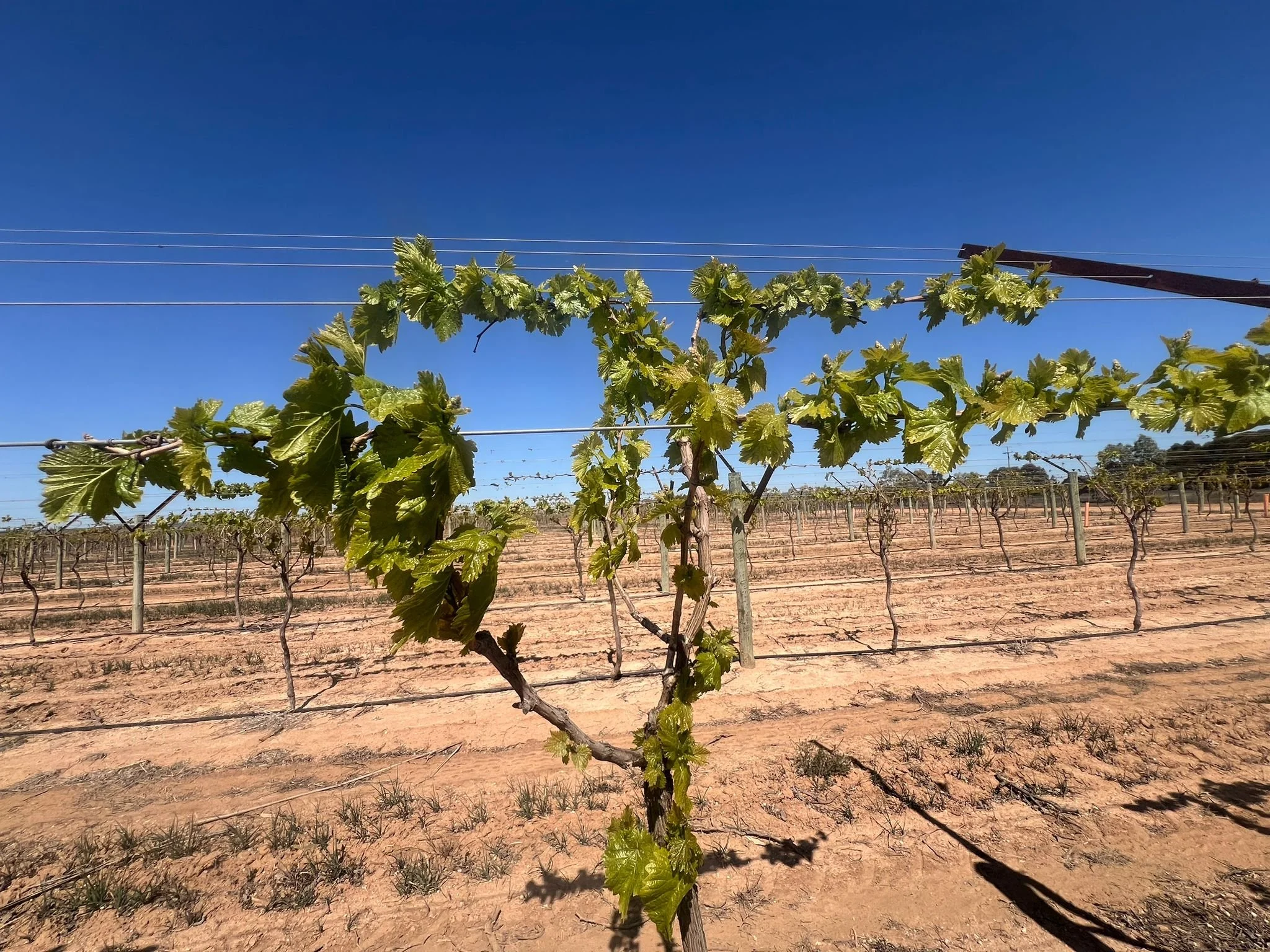 🌿  Vineyard Workers - apply now!