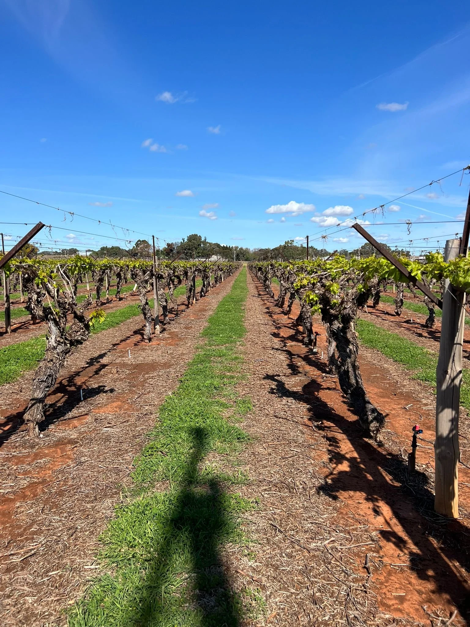 Vineyard Workers - rolling, pulling, pruning around the Mildura region