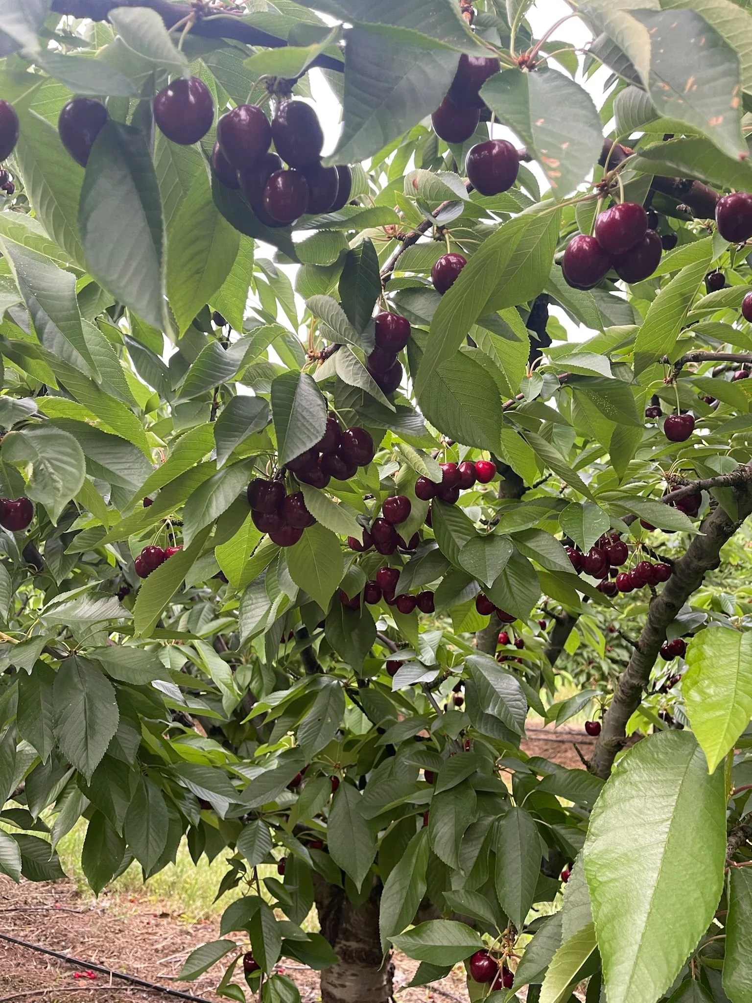 Cherry Picking - Yarck &amp; Boho