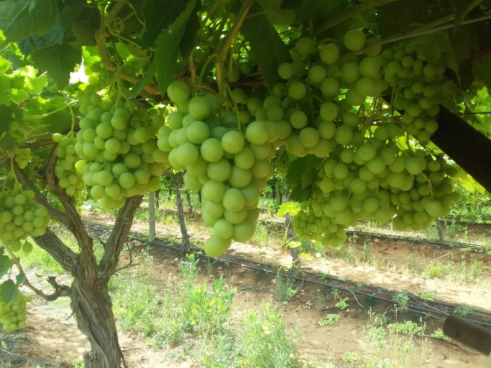 🍇 Table Grapes Supervisors  🍇