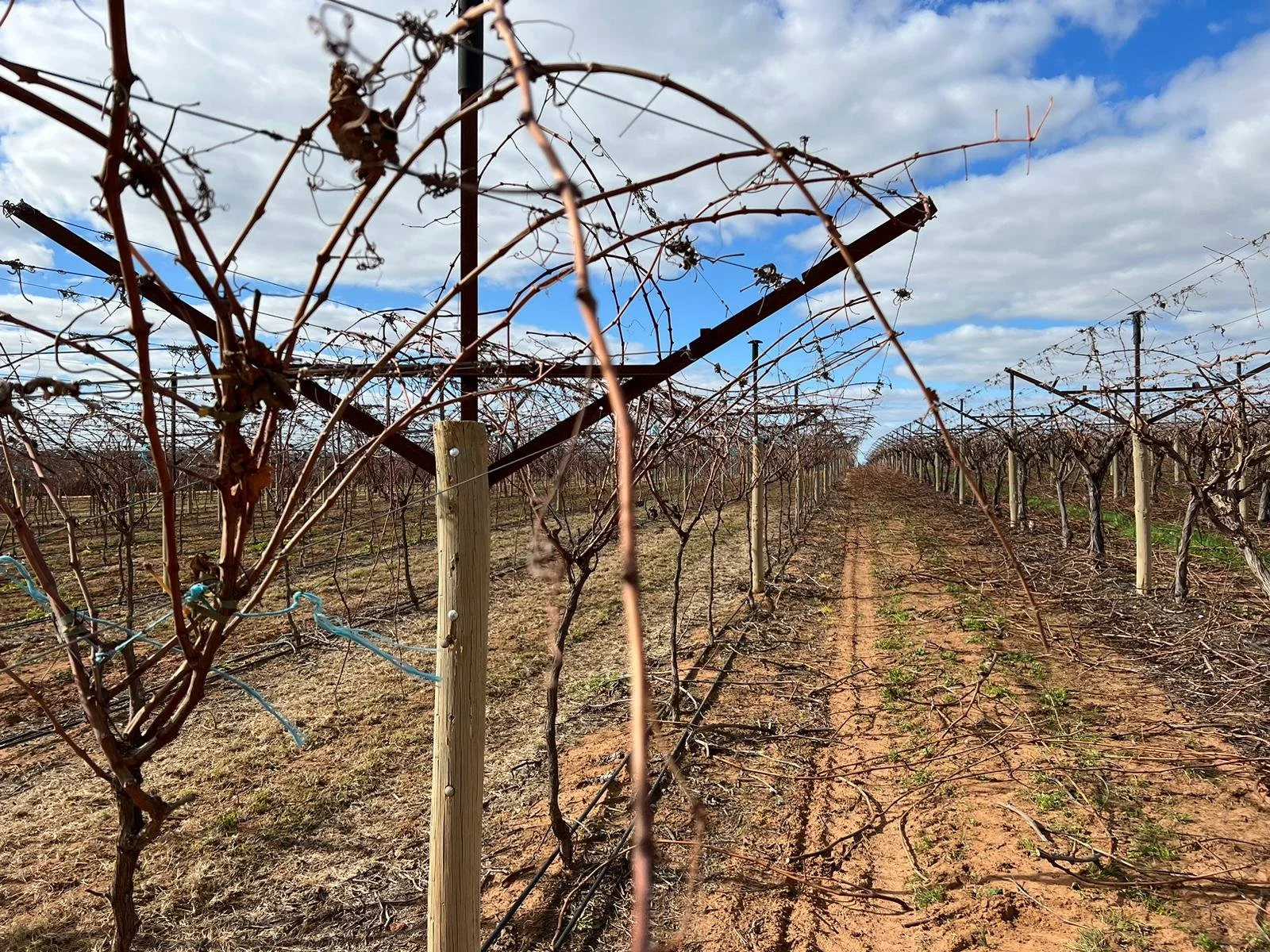 🌿 RECRUITING NOW Experienced Vineyard Workers 