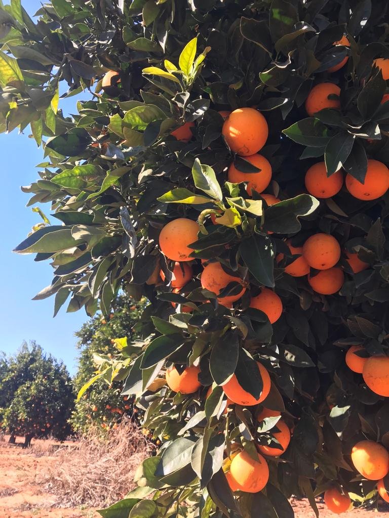 Register your interest for the Citrus Picking Season