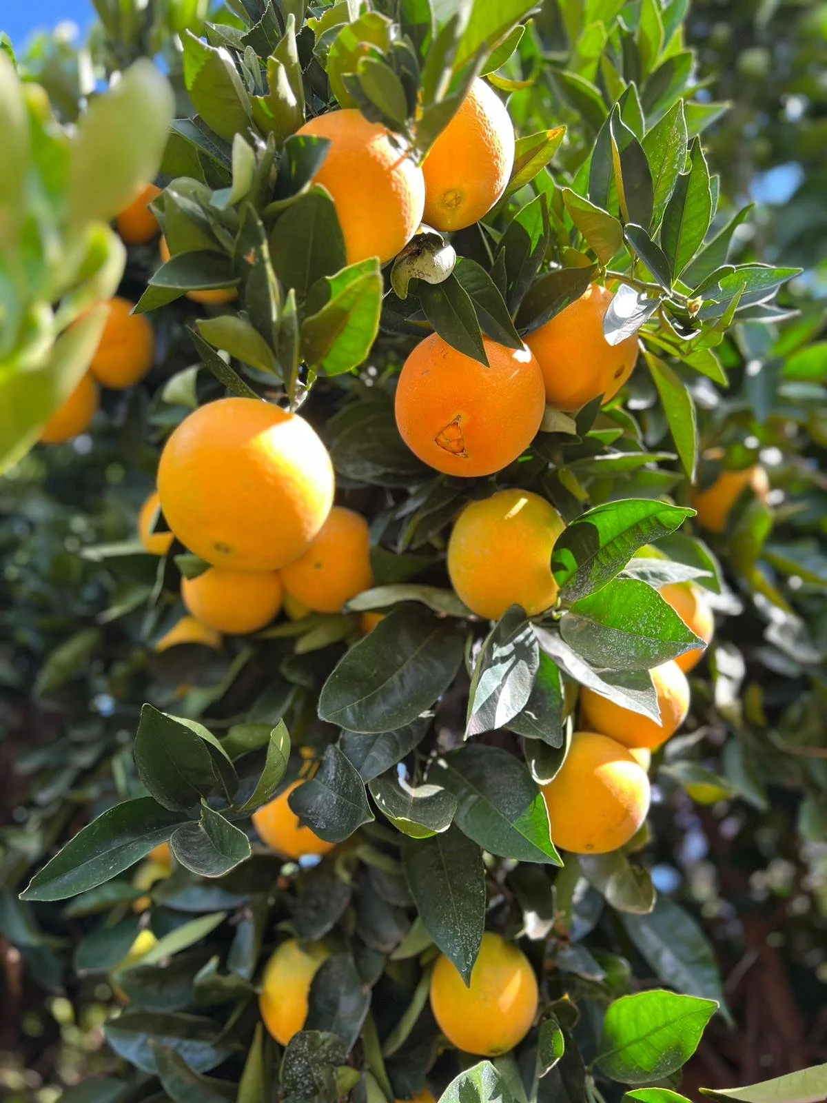Experienced Citrus Pickers wanted for work around the Sunraysia region