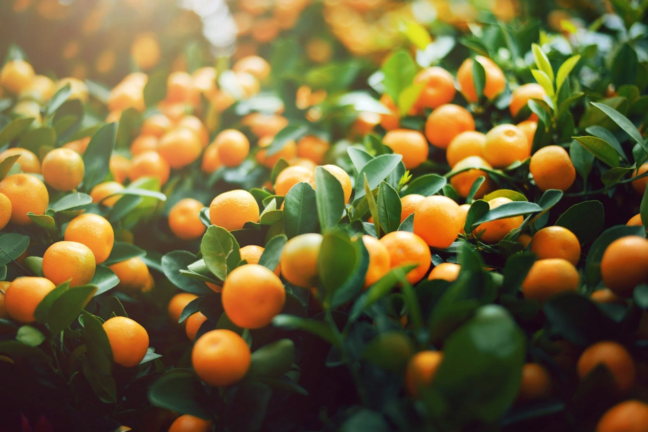 IMMEDIATE START: Experienced Citrus Pickers, Mildura