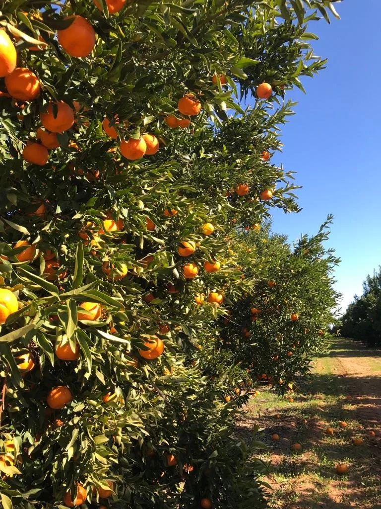 Citrus pickers wanted!