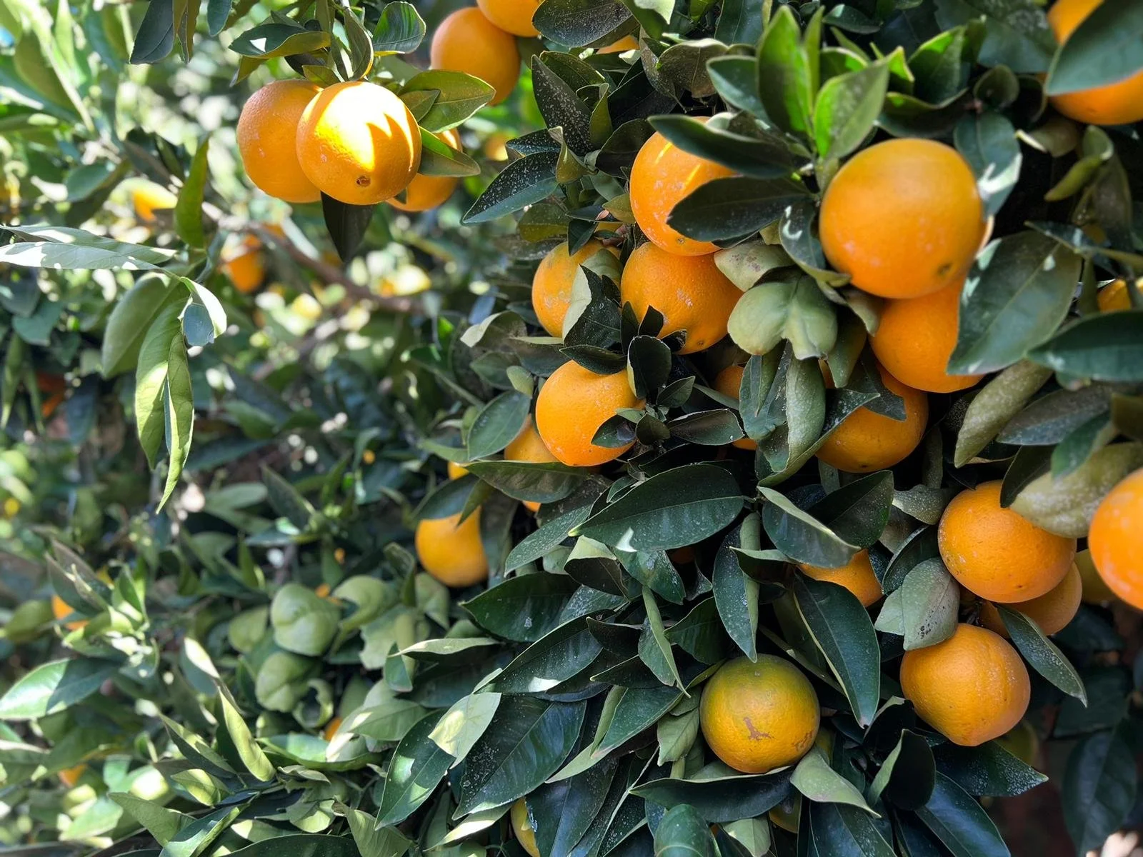 🍊Citrus Picking, Sunraysia