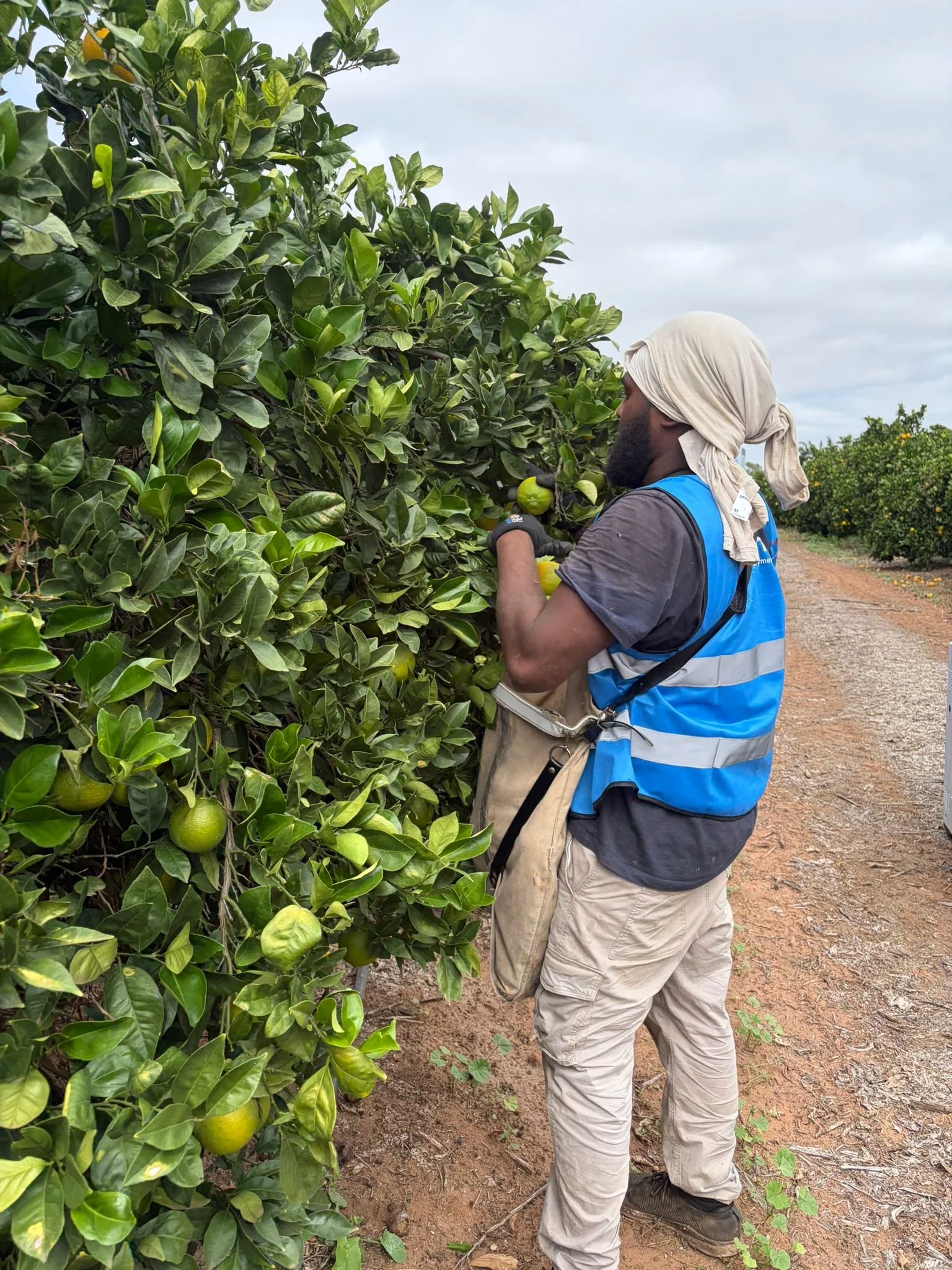 Experienced Citrus Pickers wanted