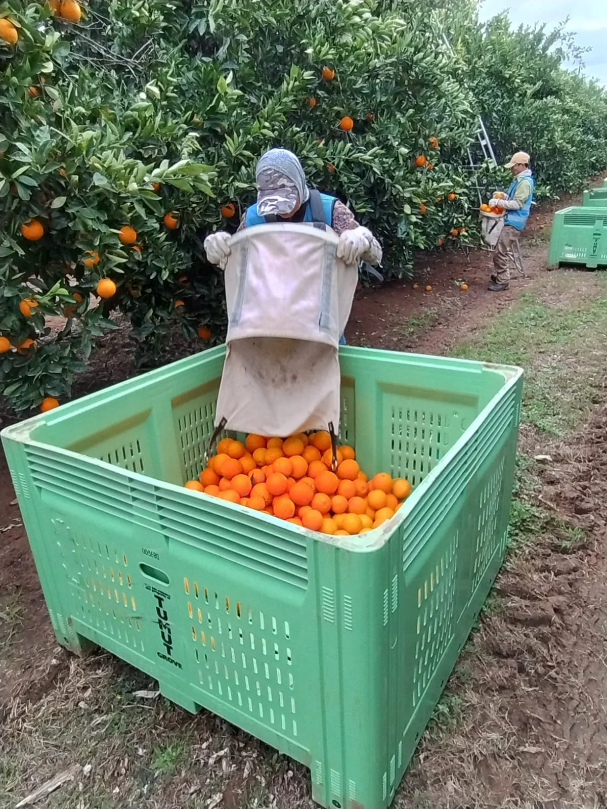 Citrus Picking around Sunraysia