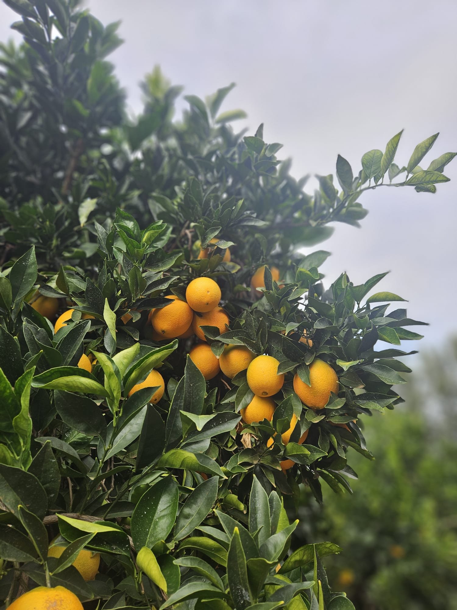 🍊Mandarin &amp; Orange Pickers wanted 🍊