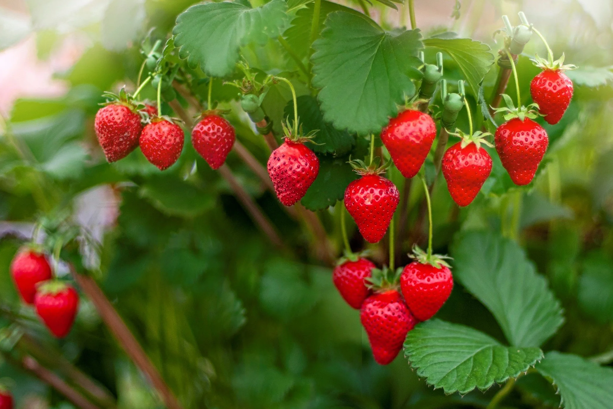 🍓Strawberry Pickers - Perth, Western Australia 🍓