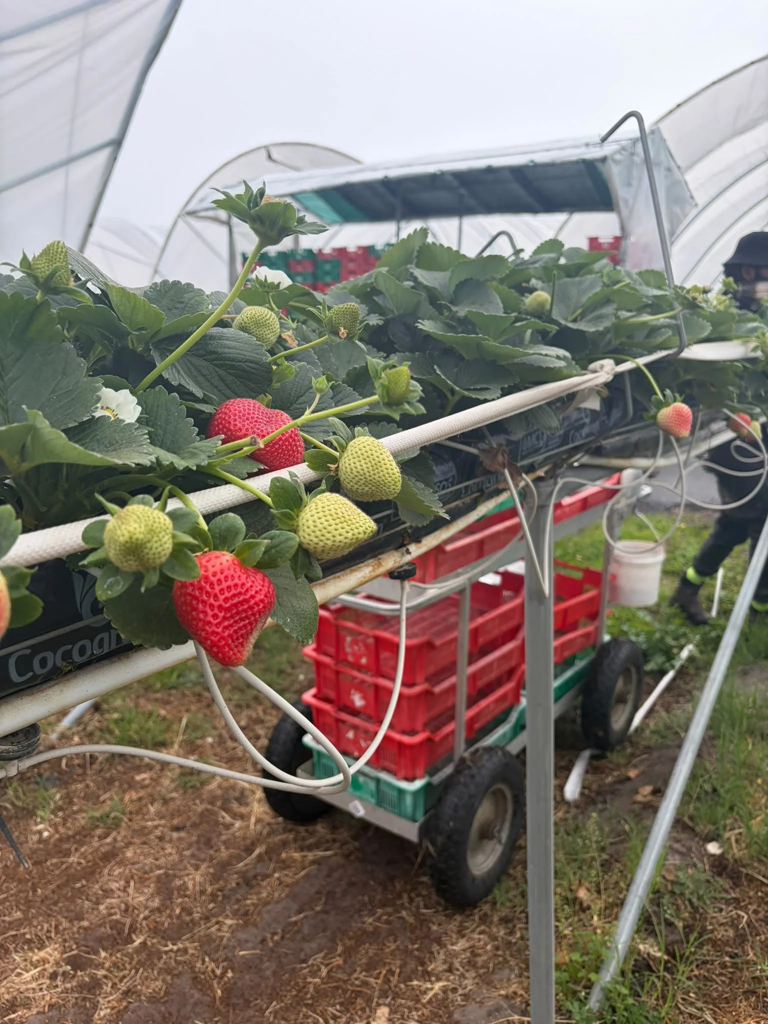 🍓RECRUITING NOW: Strawberry Pickers - Perth