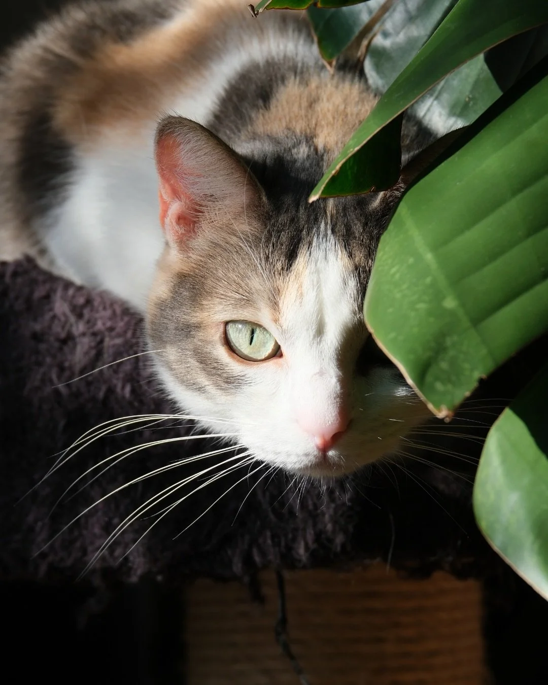 Un projet d&eacute;co r&eacute;ussi doit prendre en compte tous les usagers d&rsquo;un lieu, y compris nos animaux de compagnie. 

Chiens, chats, &hellip; ils font partie int&eacute;grante de nos vies et de nos espaces. Pourtant, leurs accessoires so