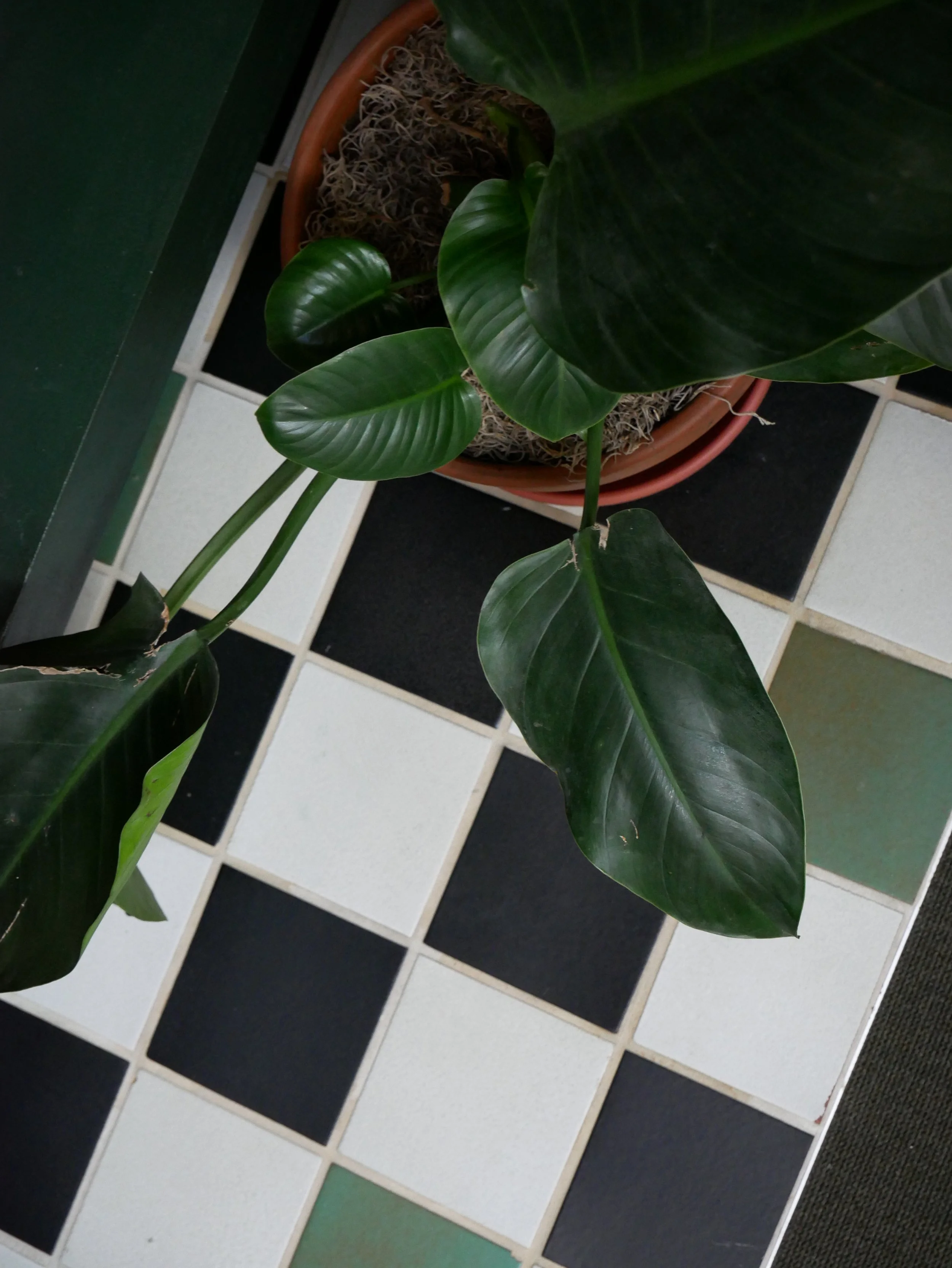 Une plante verte en pot sur un sol carrelé noir, blanc et vert