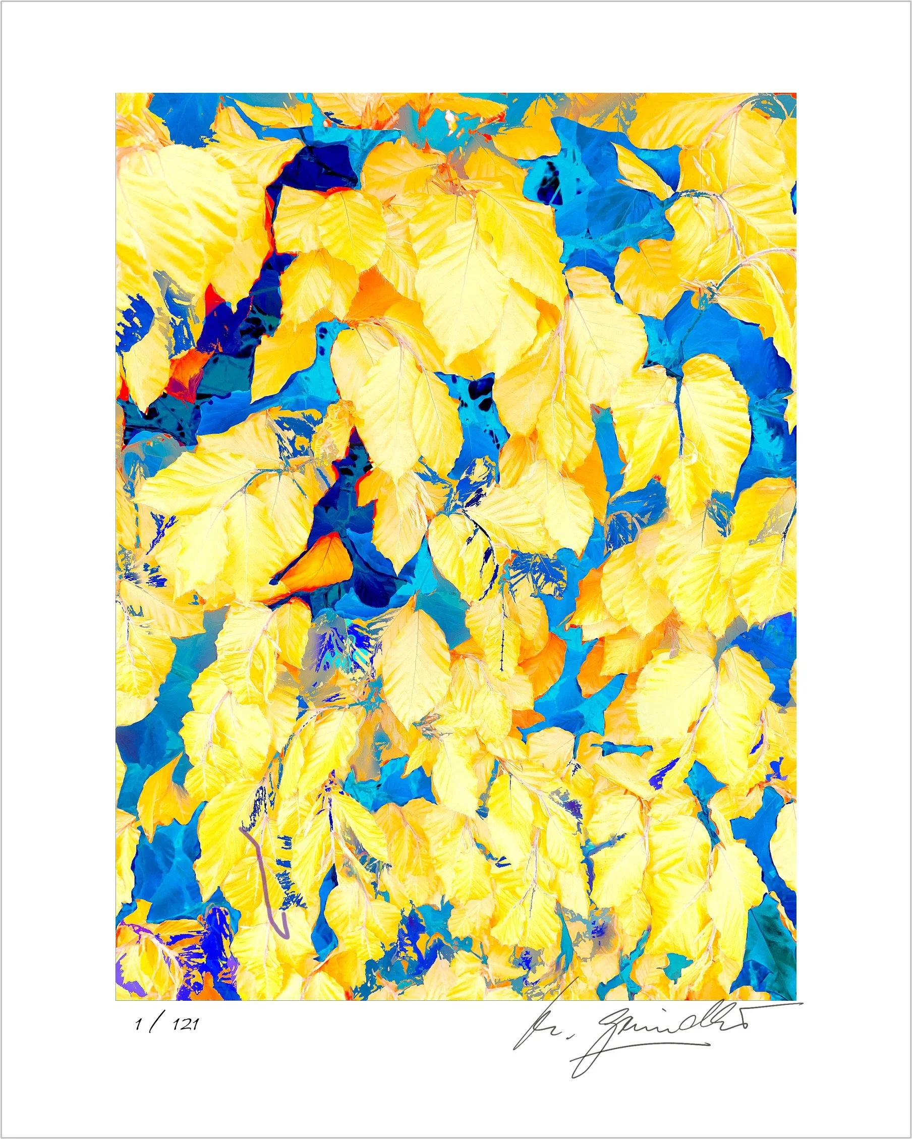 ‘Golden Beech’, Giclee print, limited edition, Print size 30x40cm, Paper size 40x50cm, signed and numbered.