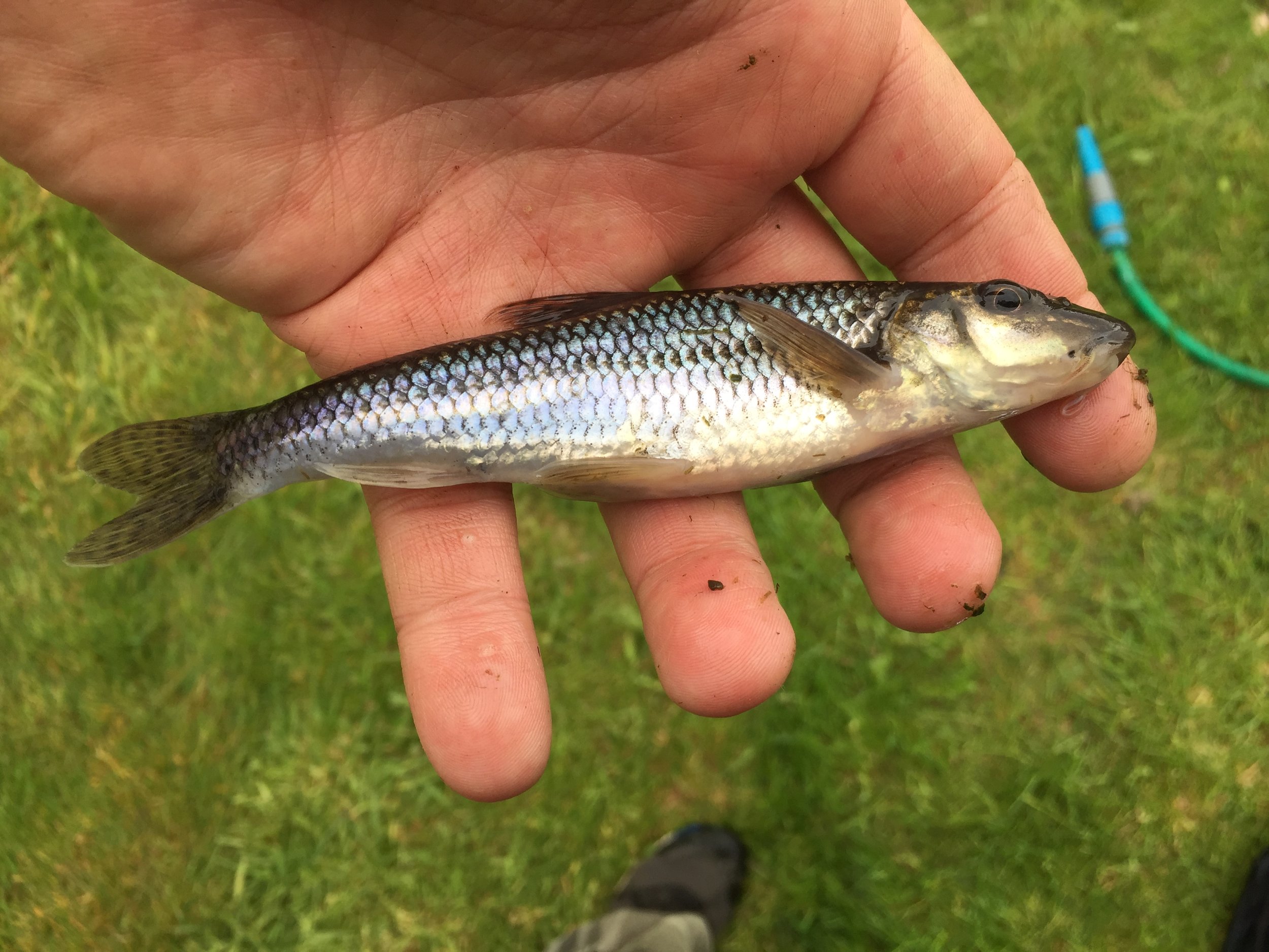 A large, mature Gudgeon