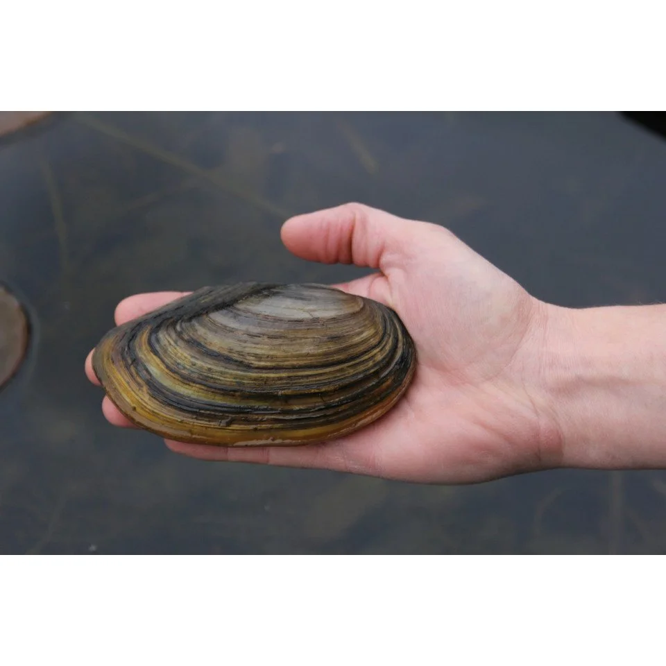 swan_mussel.jpg