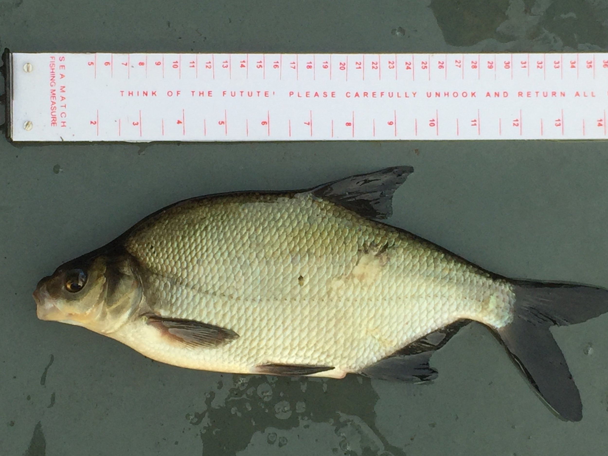 14 Inch Bream.JPG (Copy)