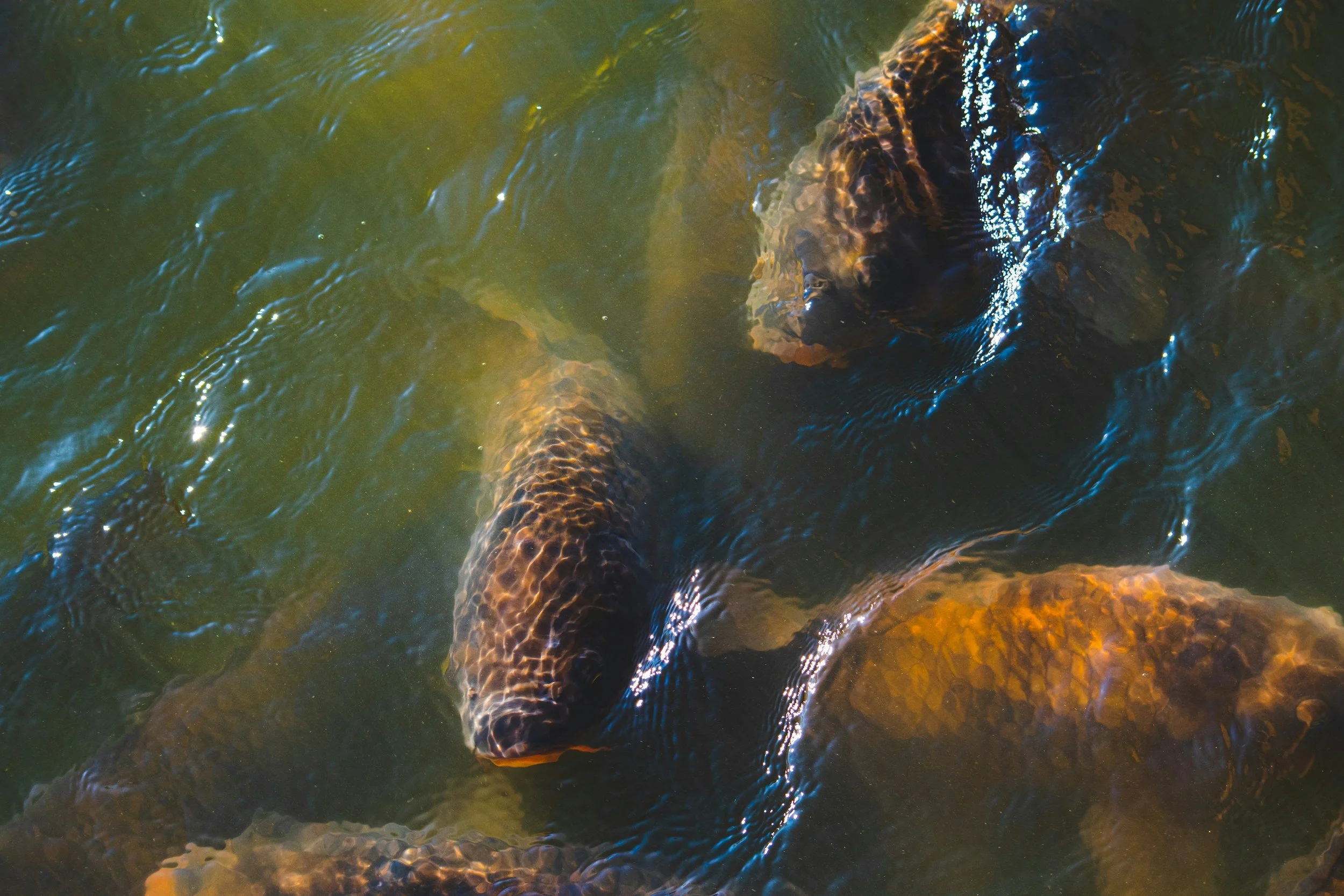 Koi fish swimming in a pond with rippling water.