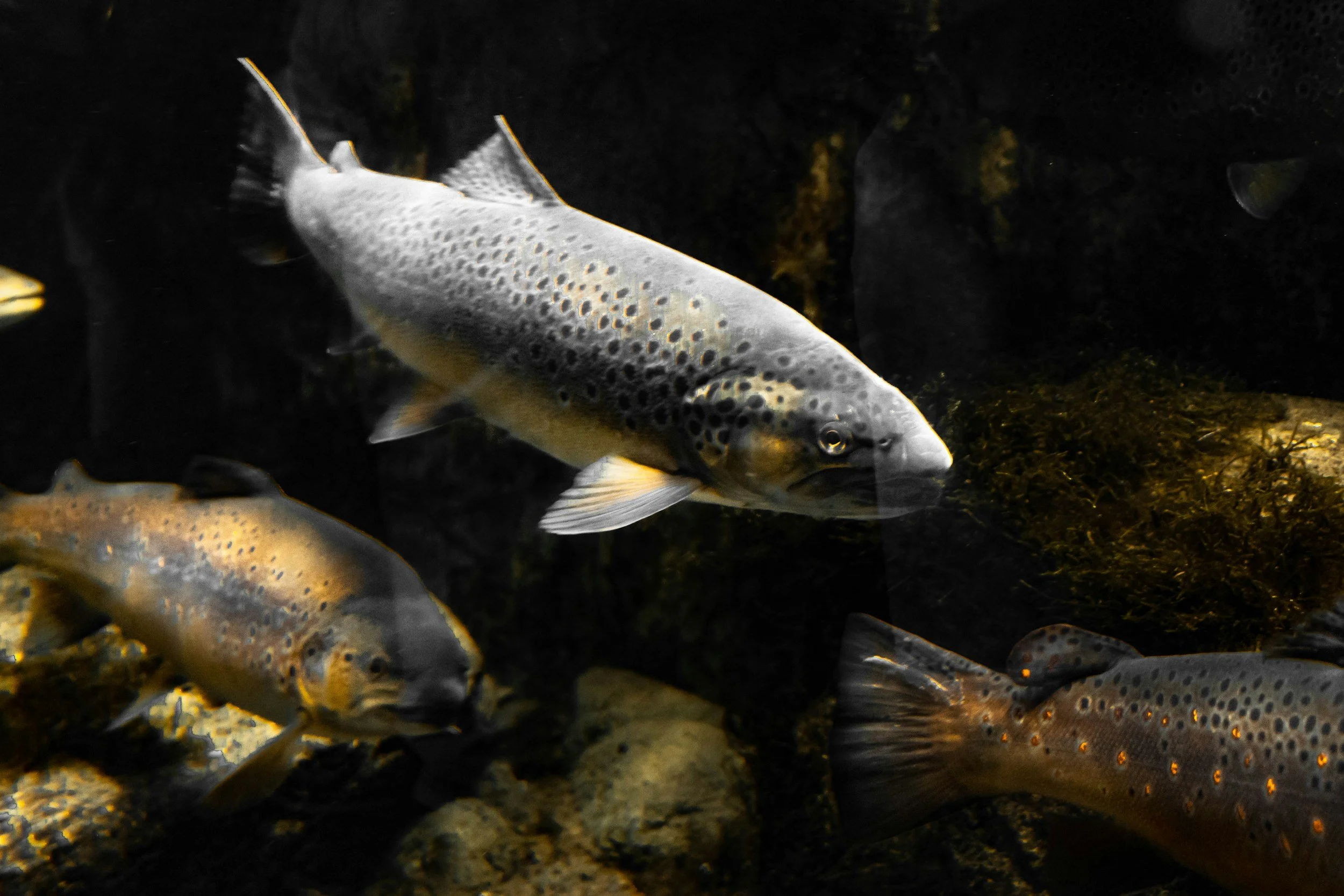 Multiple fish swimming in a dark aquatic environment, with one prominent fish in the center showing black spots and a light-colored body.