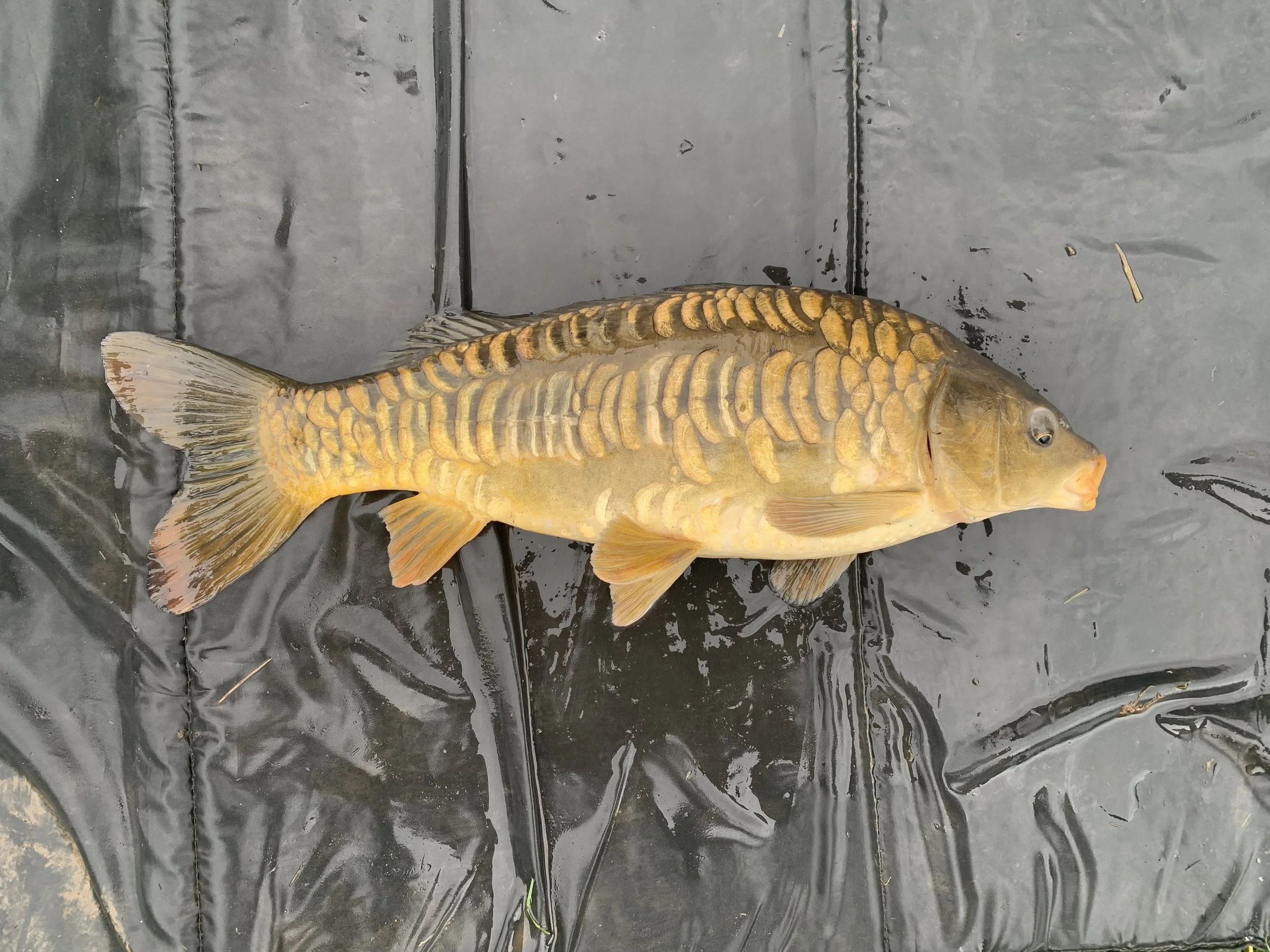 3.09 Double Row Lin 1.JPG