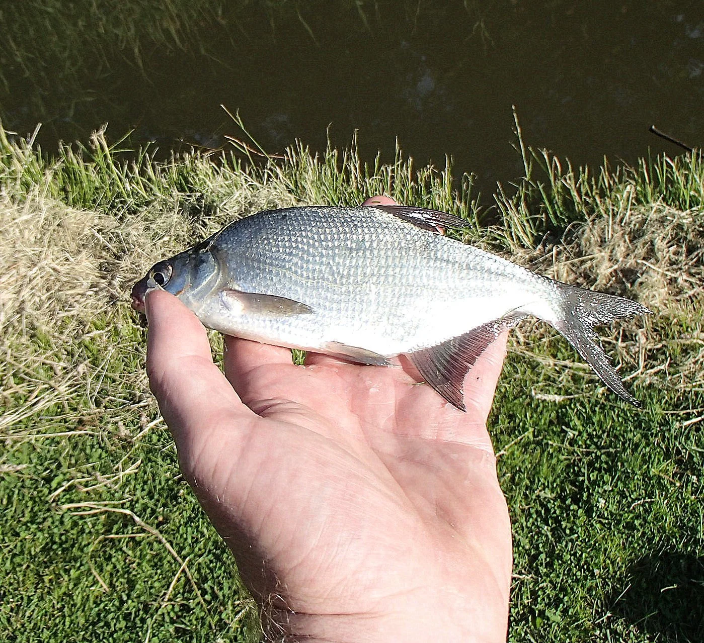 Small_bream.jpg (Copy)