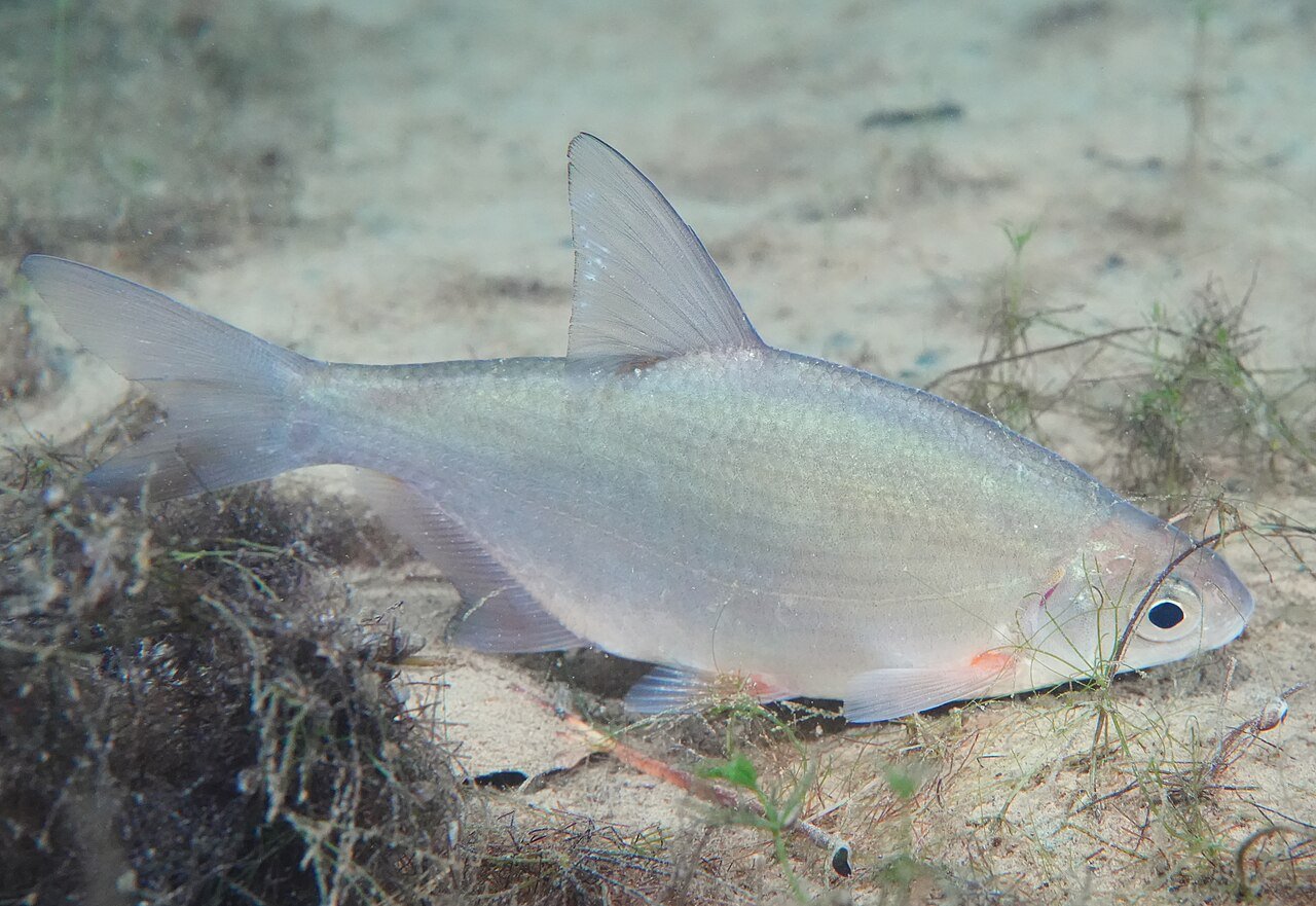 Blicca_bjoerkna_underwater.jpg
