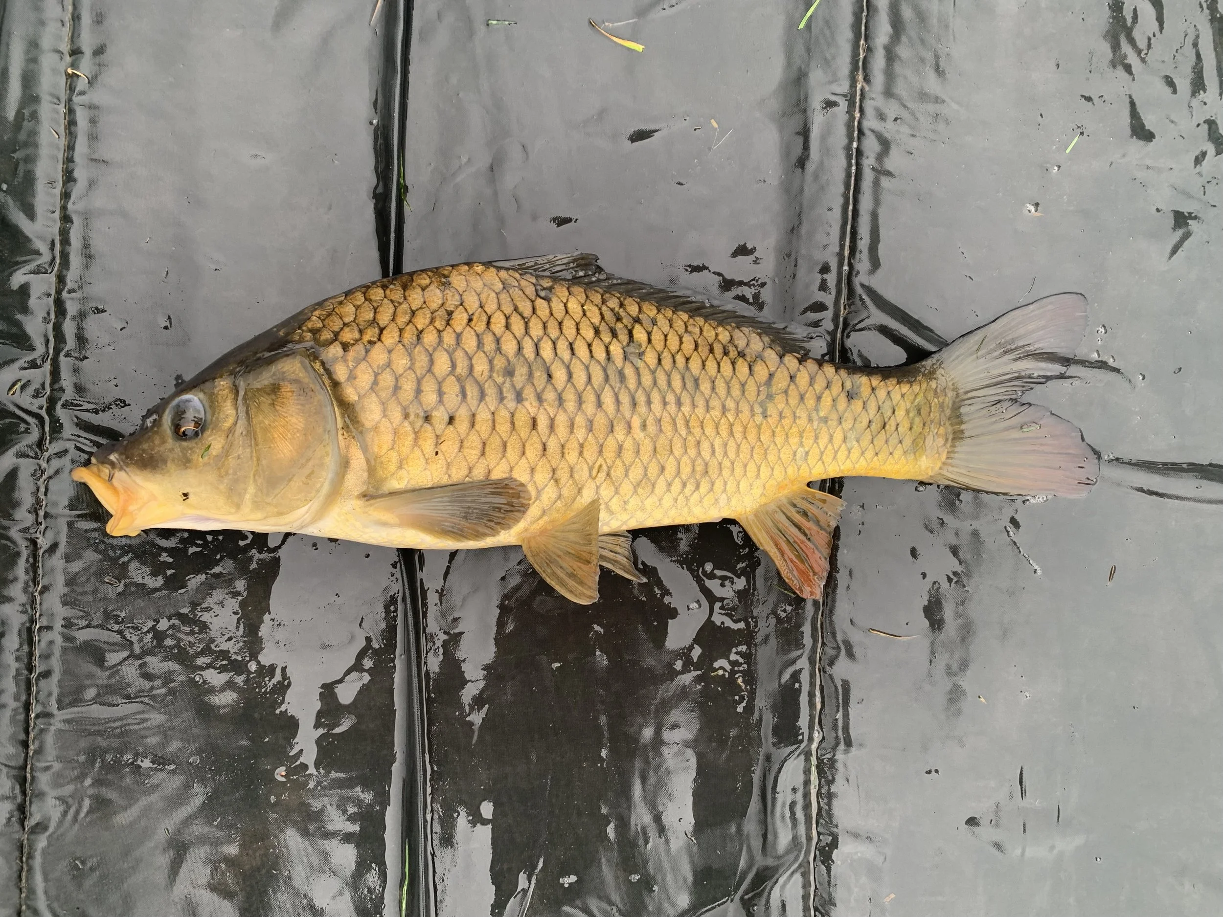 2.04 Common 2.JPG (Copy)