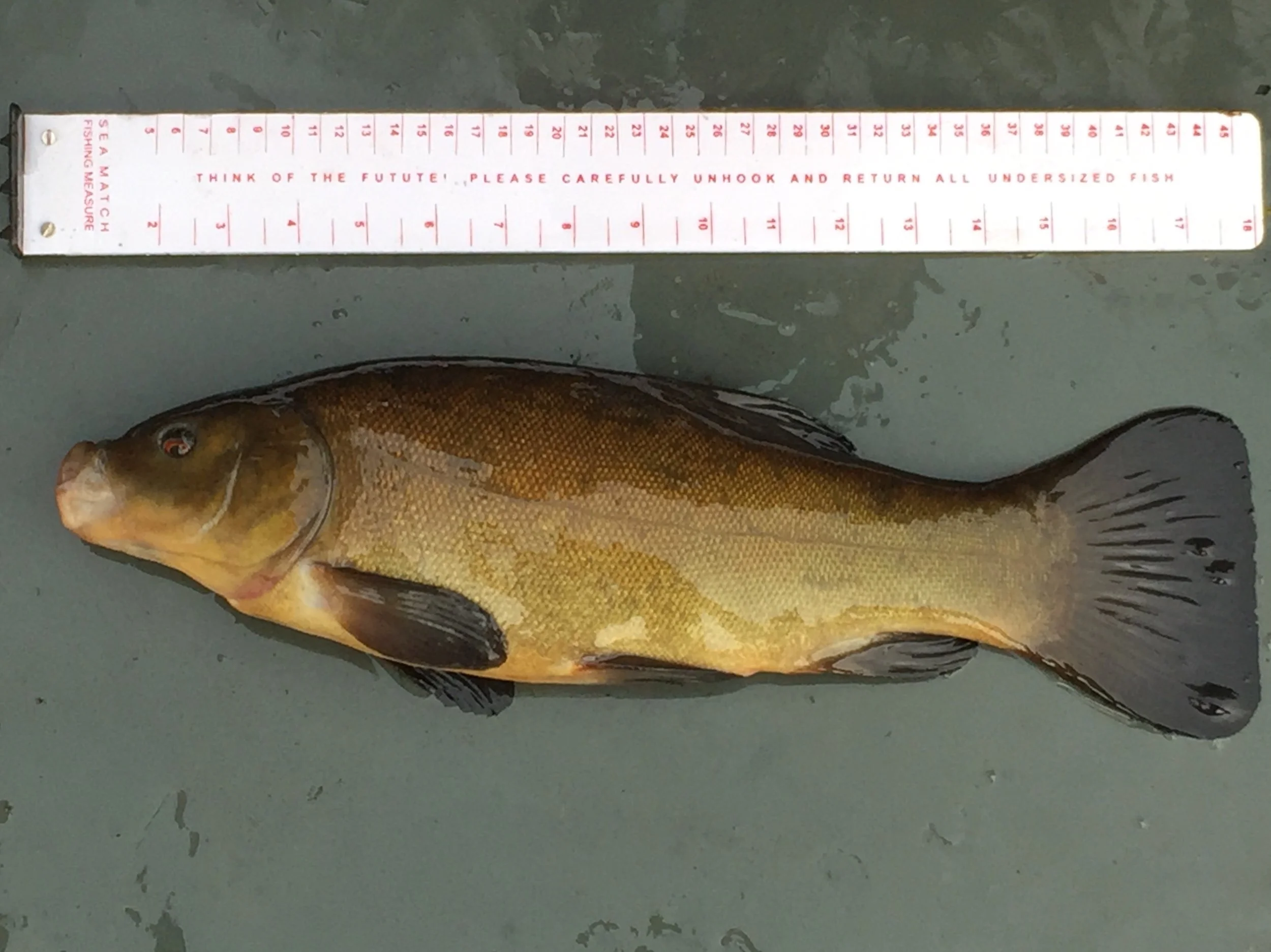 18 Inch Tench.JPG