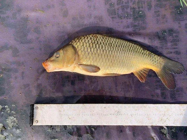 12-14 Inch Common Carp (Cyprinus carpio)