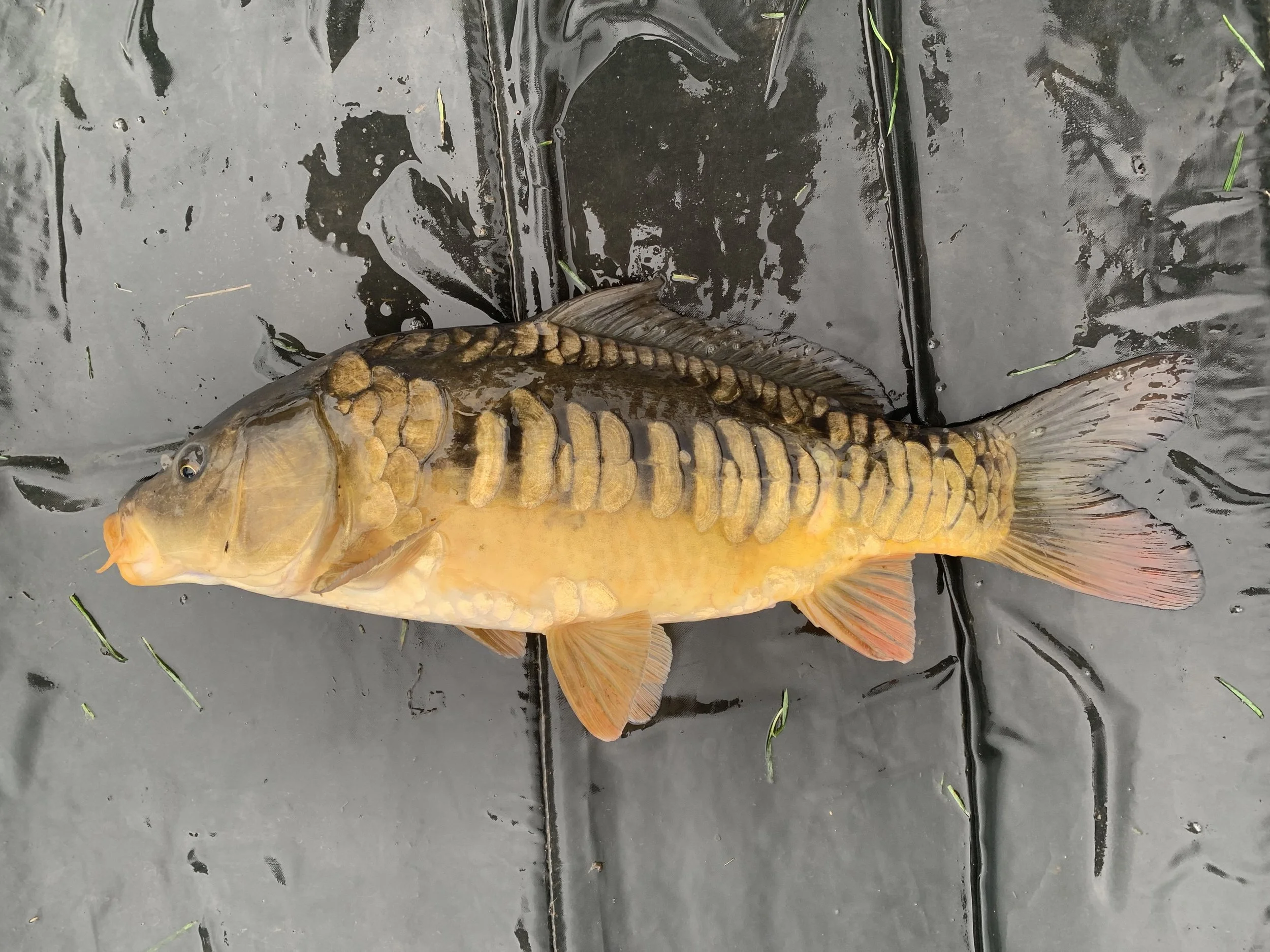 3.14 Scaley Lin 2.JPG