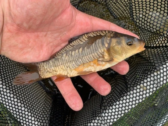 6-8 Scaley Linear.jpg