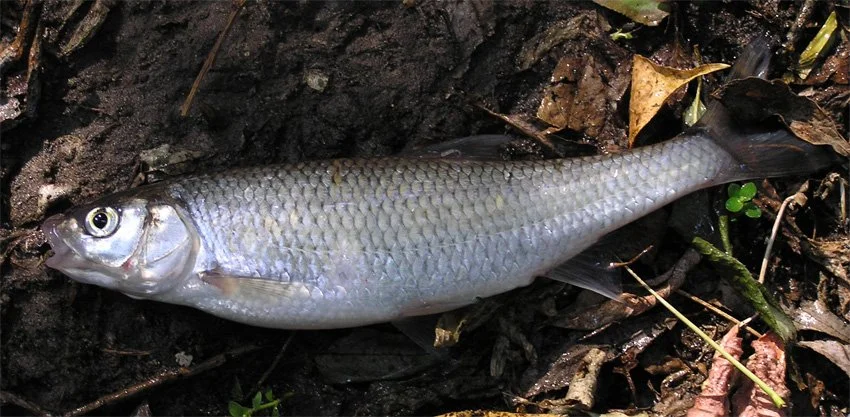 Dace.jpg