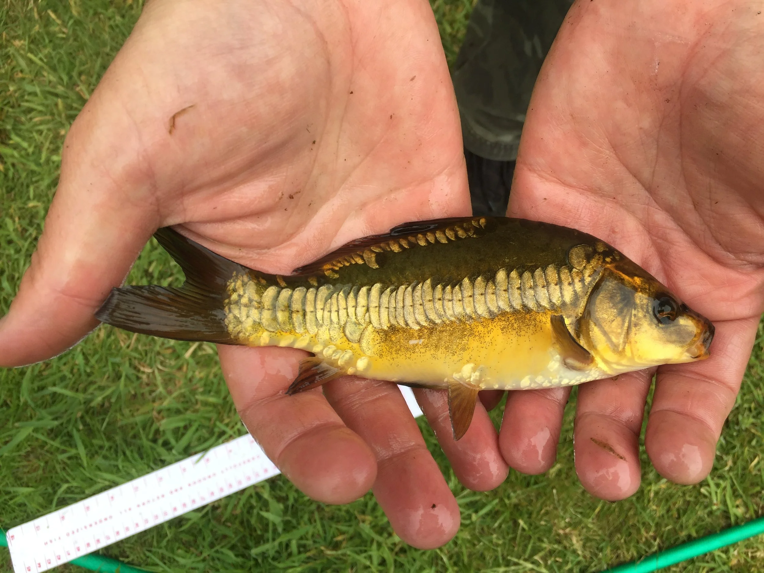 Small Zip Linear Mirror Carp