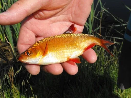 A pretty Golden Rudd