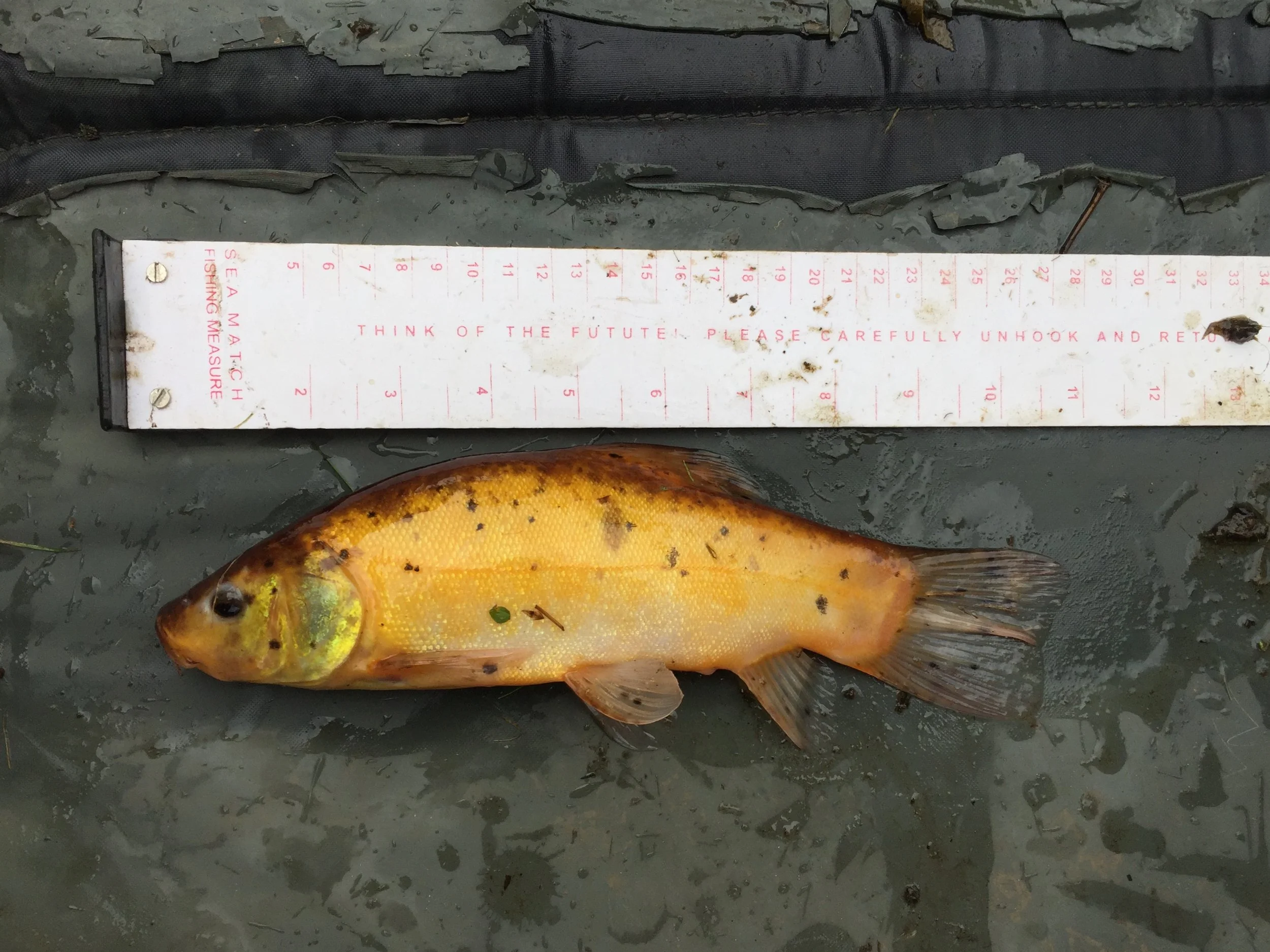 A small Golden Tench