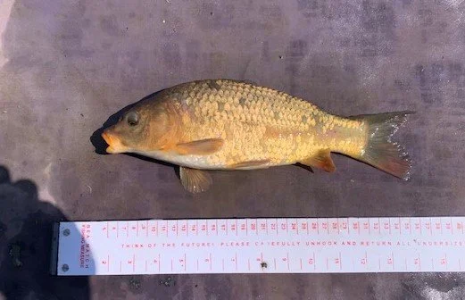 12 Inch Common.jpg