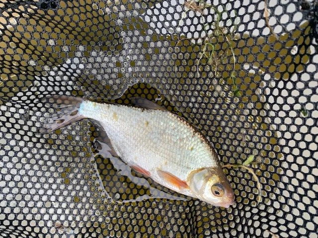 Silver Bream.jpg