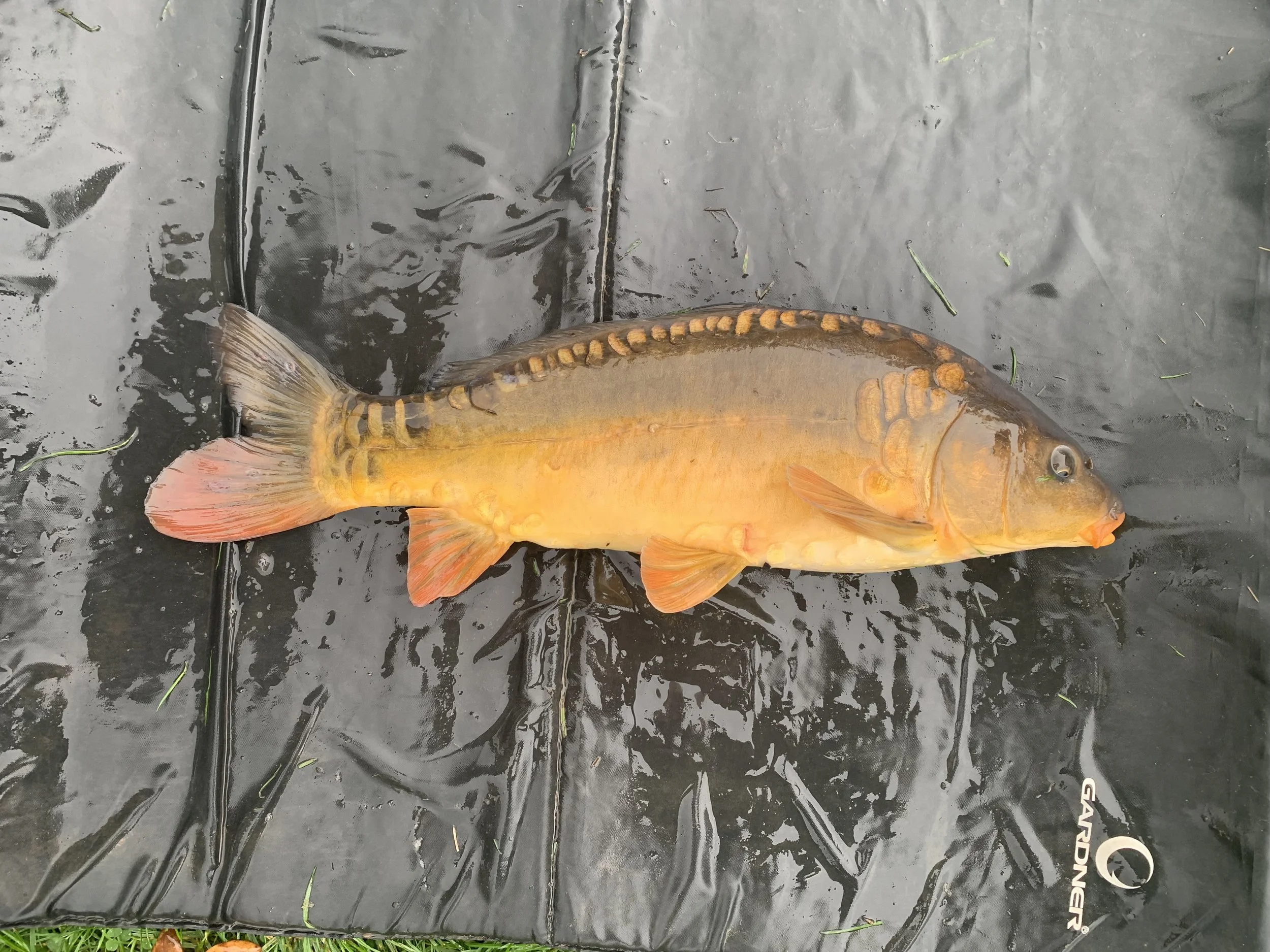 3.11 Gold Mirror 1.JPG