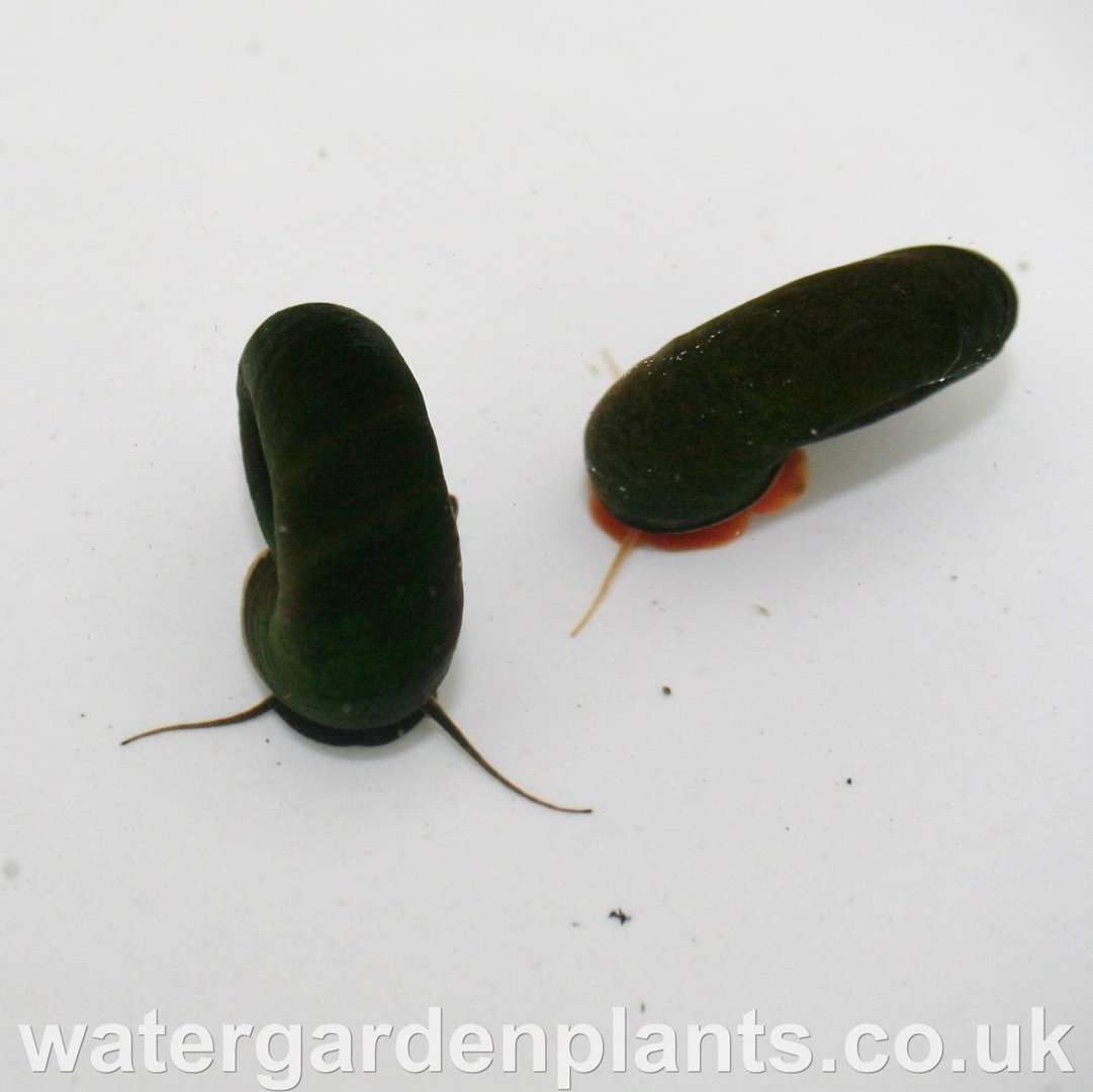 Planorbarius_corneus_great_ramshorn_snail_red_and_black_mixed_pack.JPG
