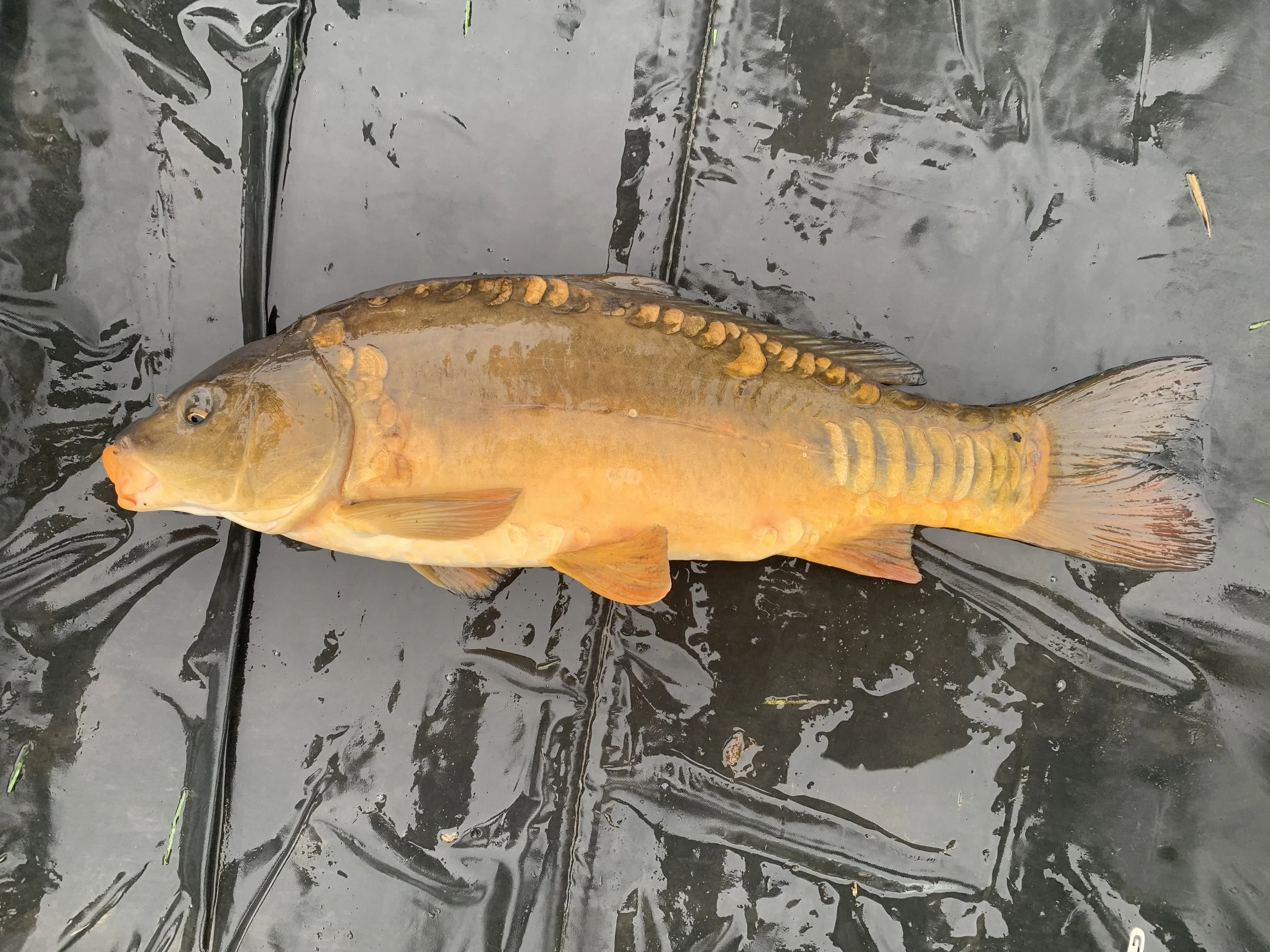 3.14 Orange Half Lin 1.JPG